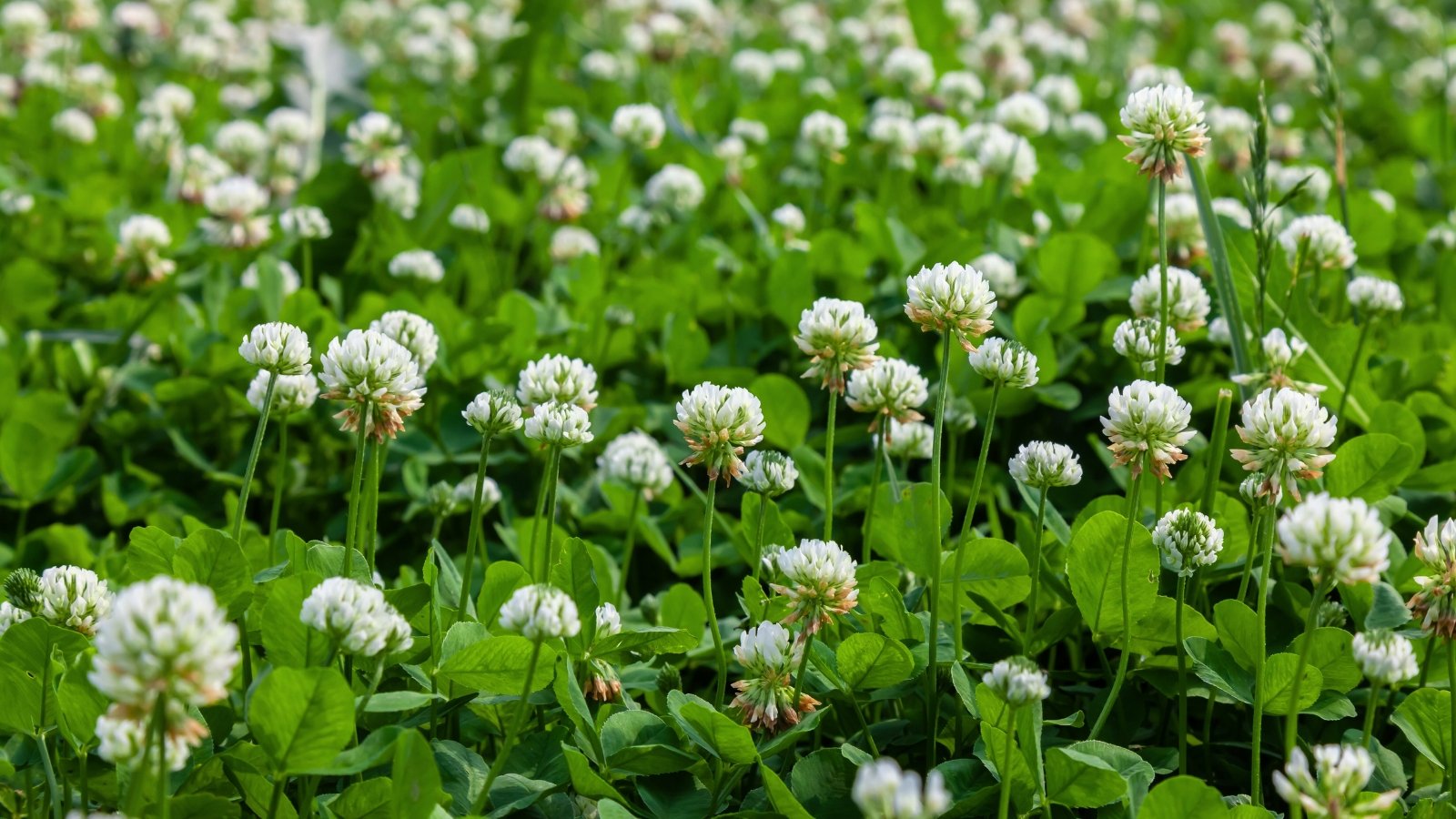 Small, dense clusters of white, ball-shaped flowers contrast with the trifoliate, rounded green leaves of this low-growing plant.