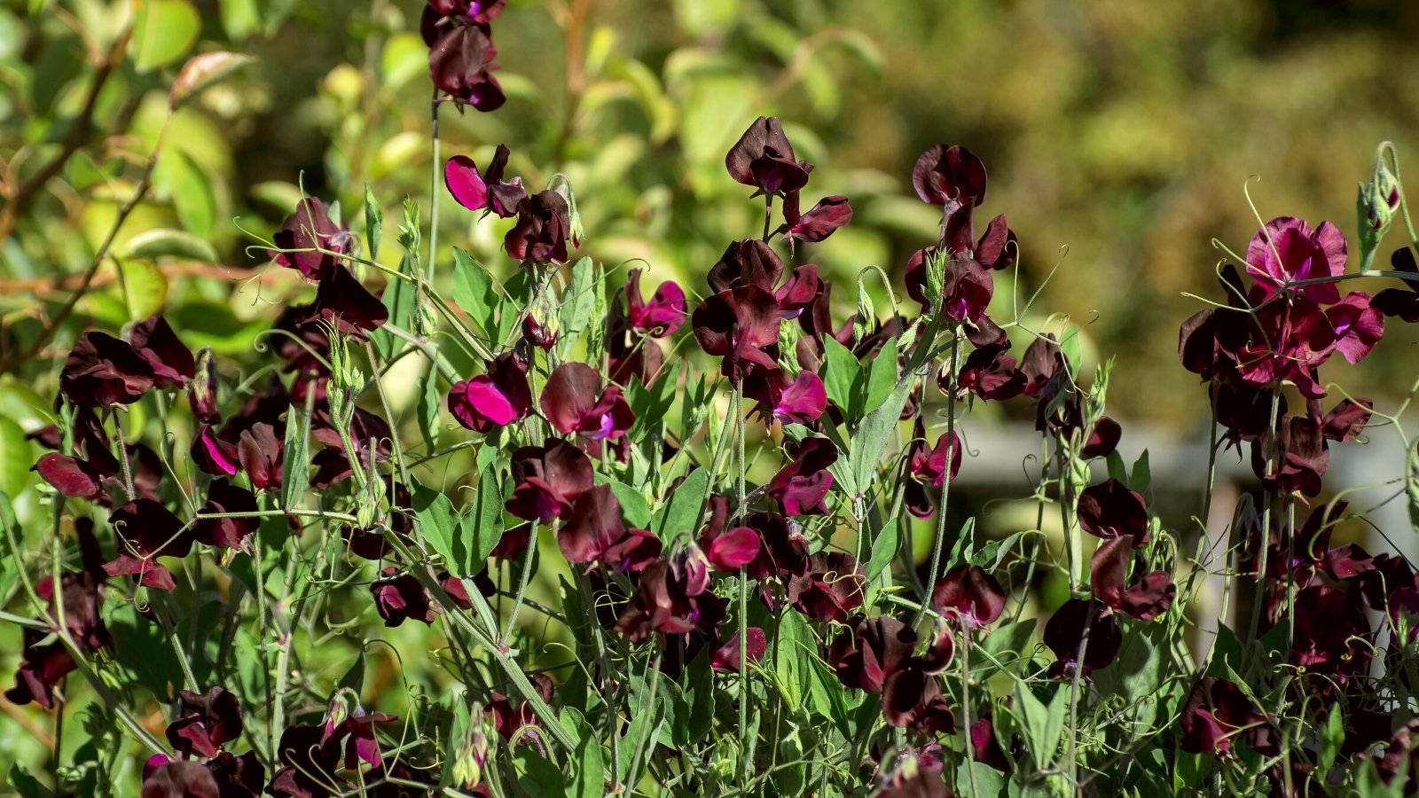 Close-up of flowering Beaujolais sweet peas plants in a sunny garden against a blurred green background. The Beaujolais sweet peas boast an elegant appearance, showcasing clusters of exquisitely ruffled flowers in rich shades of burgundy and deep purple. Each bloom, with its velvety texture and intricate pattern of darker veins, adds a touch of sophistication to the vine. The delicate tendrils of the plant gracefully entwine as they climb, creating a charming display of cascading foliage adorned with these stunningly colored blossoms.