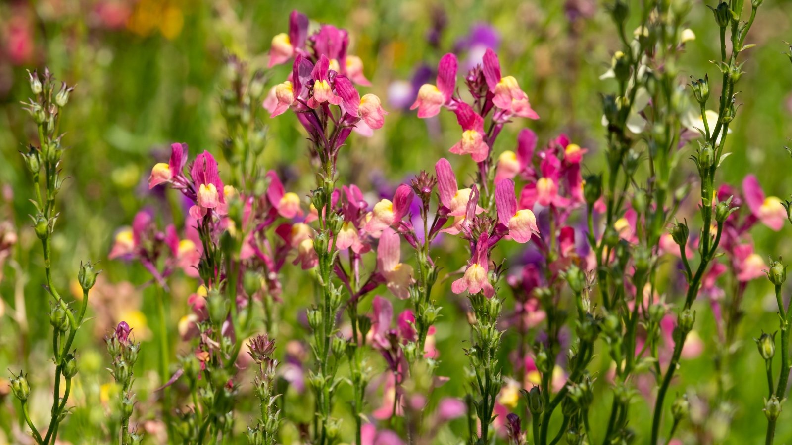 An array of Linaria maroccana featuring slender, vibrant petals in shades of pink, purple, and yellow, arranged in dense clusters with fine green foliage that adds texture to the scene.