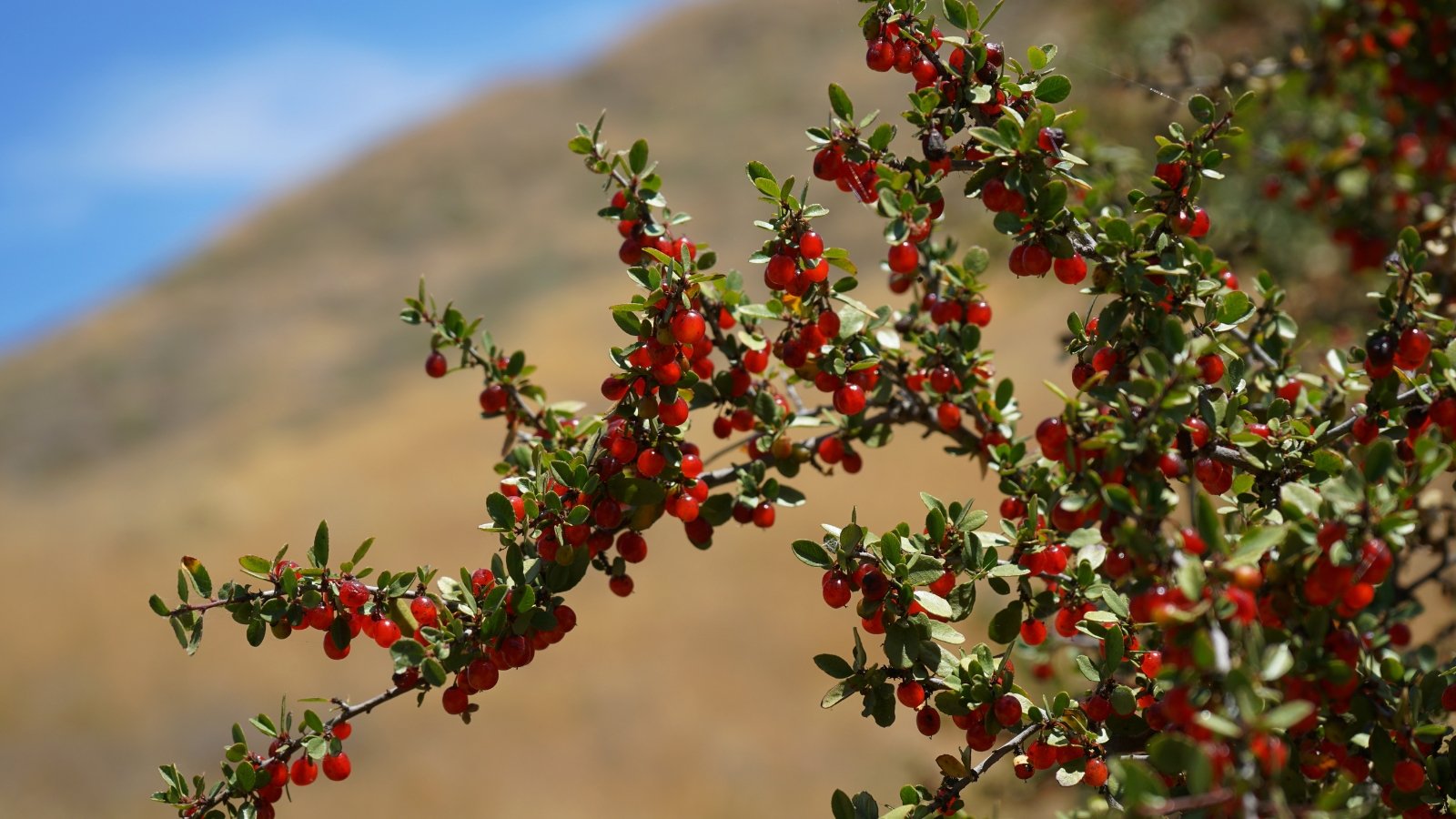 Silver-gray stems support small, oval leaves, with bright orange-red berries clustered closely together.
