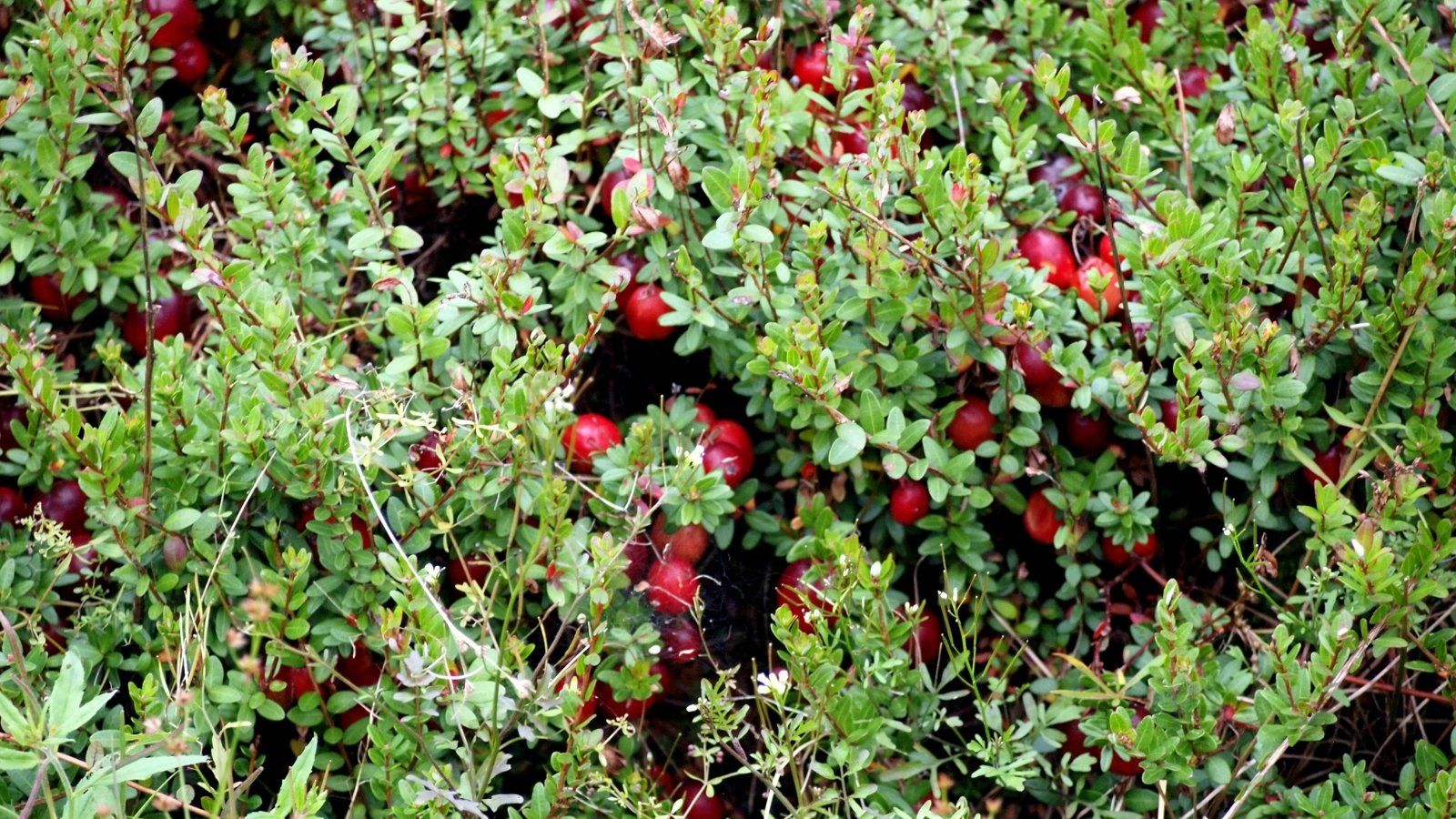 Low-growing, woody stems bear large, plump cranberries surrounded by glossy, dark green leaves.