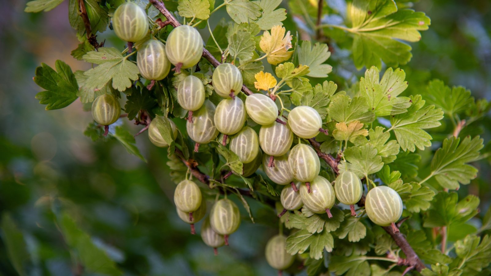 The bush displays jagged, palmate leaves and small, round green berries that gradually turn a translucent hue as they ripen.
