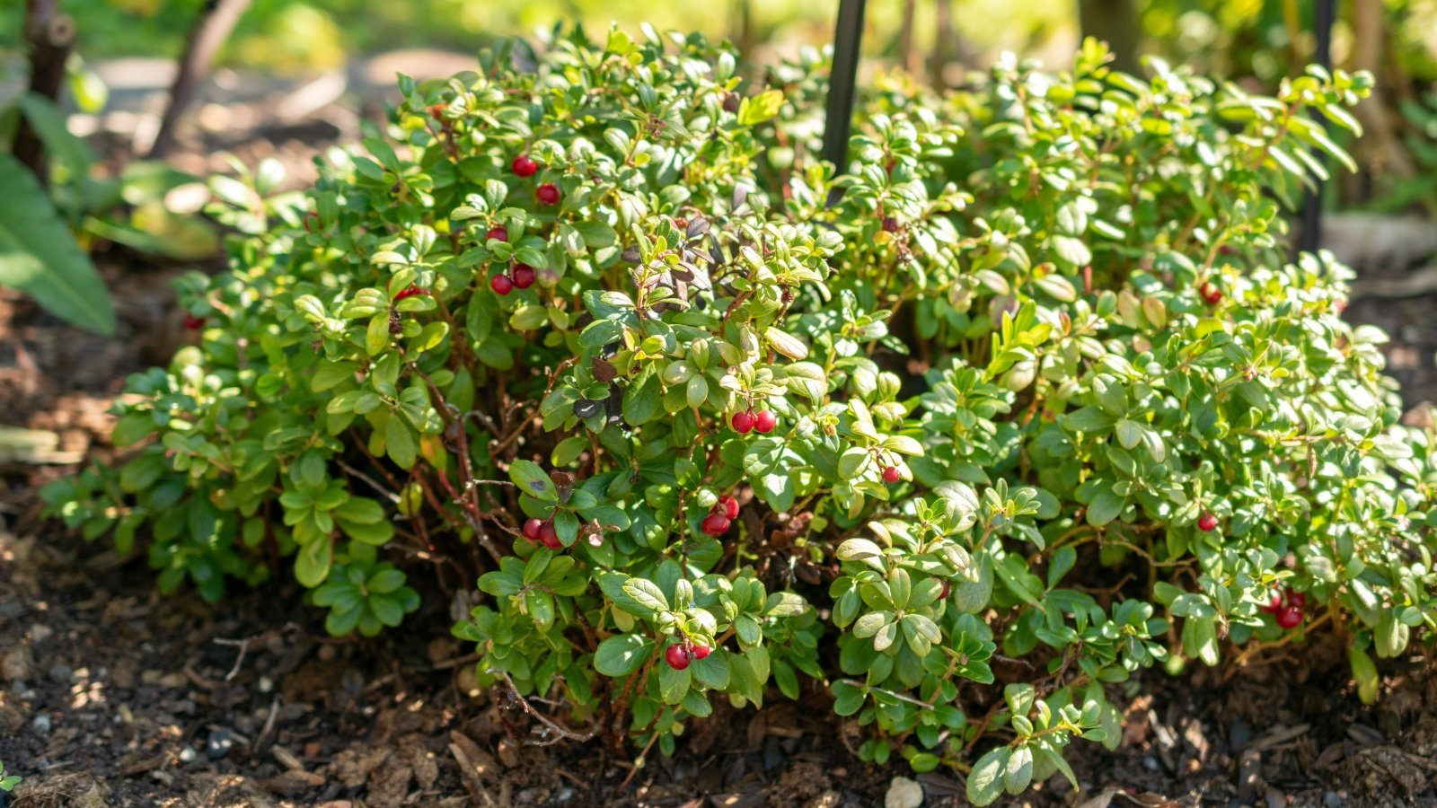 With thin, glossy leaves, this bush produces small, bright red berries that hang in clusters.
