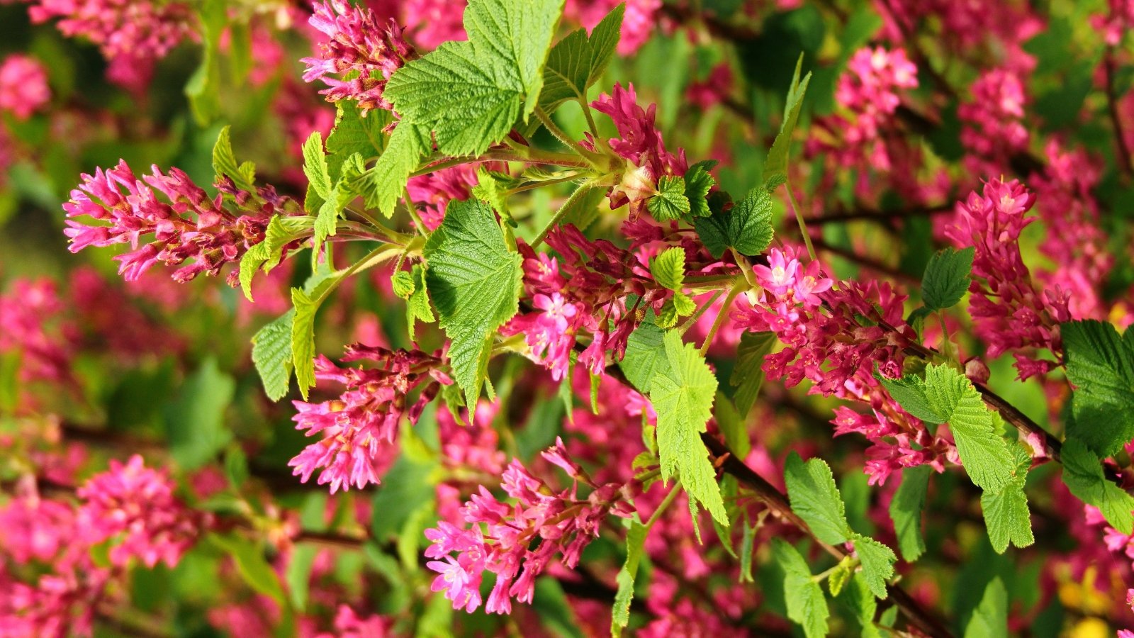 This bush exhibits rounded, serrated leaves and clusters of vibrant pink flowers.