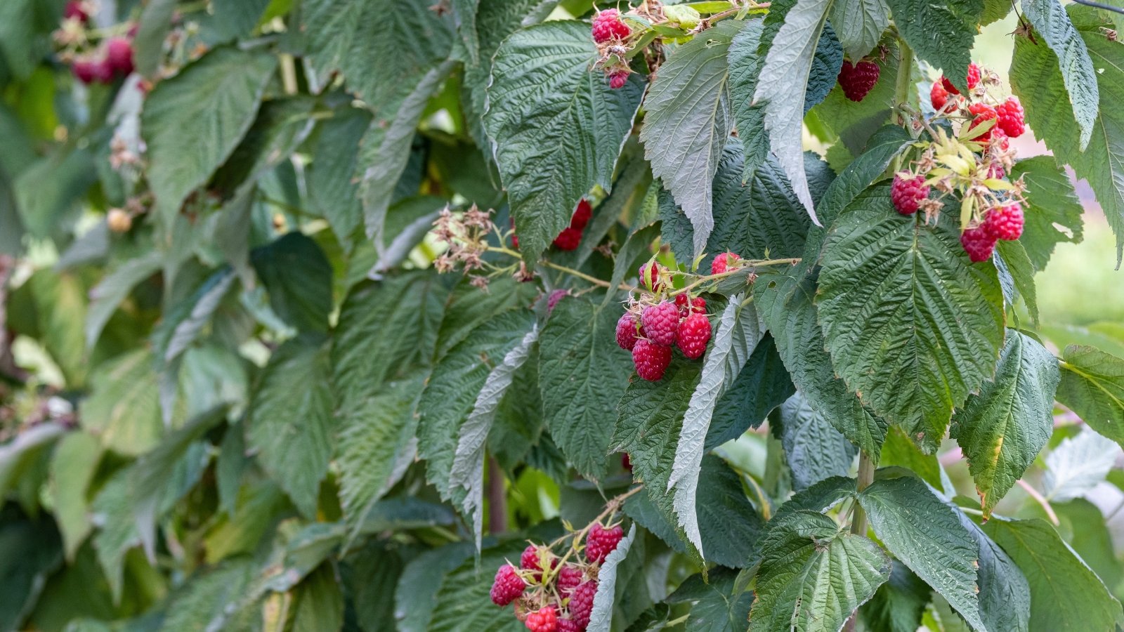 The bush features arching stems with bright green, serrated leaves and clusters of soft, red berries.
