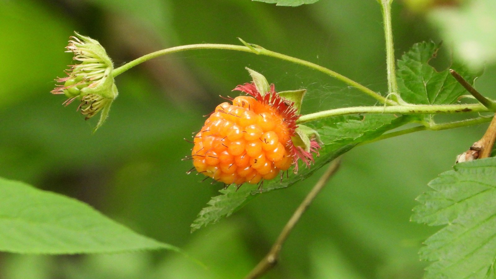 This bush features sprawling stems with serrated green leaves and large, showy orange-yellow berries.
