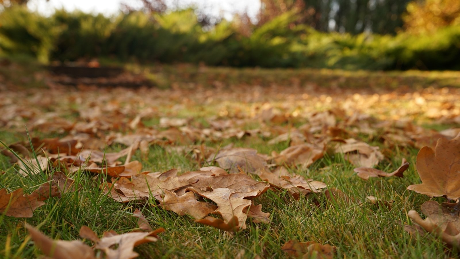 A close-up of brown and golden autumn leaves, gently covering a vibrant green patch of grass, with warm sunlight casting soft shadows, creating a peaceful, early fall ambiance.