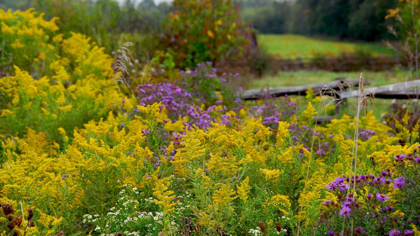 A field filled with bright yellow goldenrod and purple asters blooms under a clear sky, with tall grass and trees visible in the background.