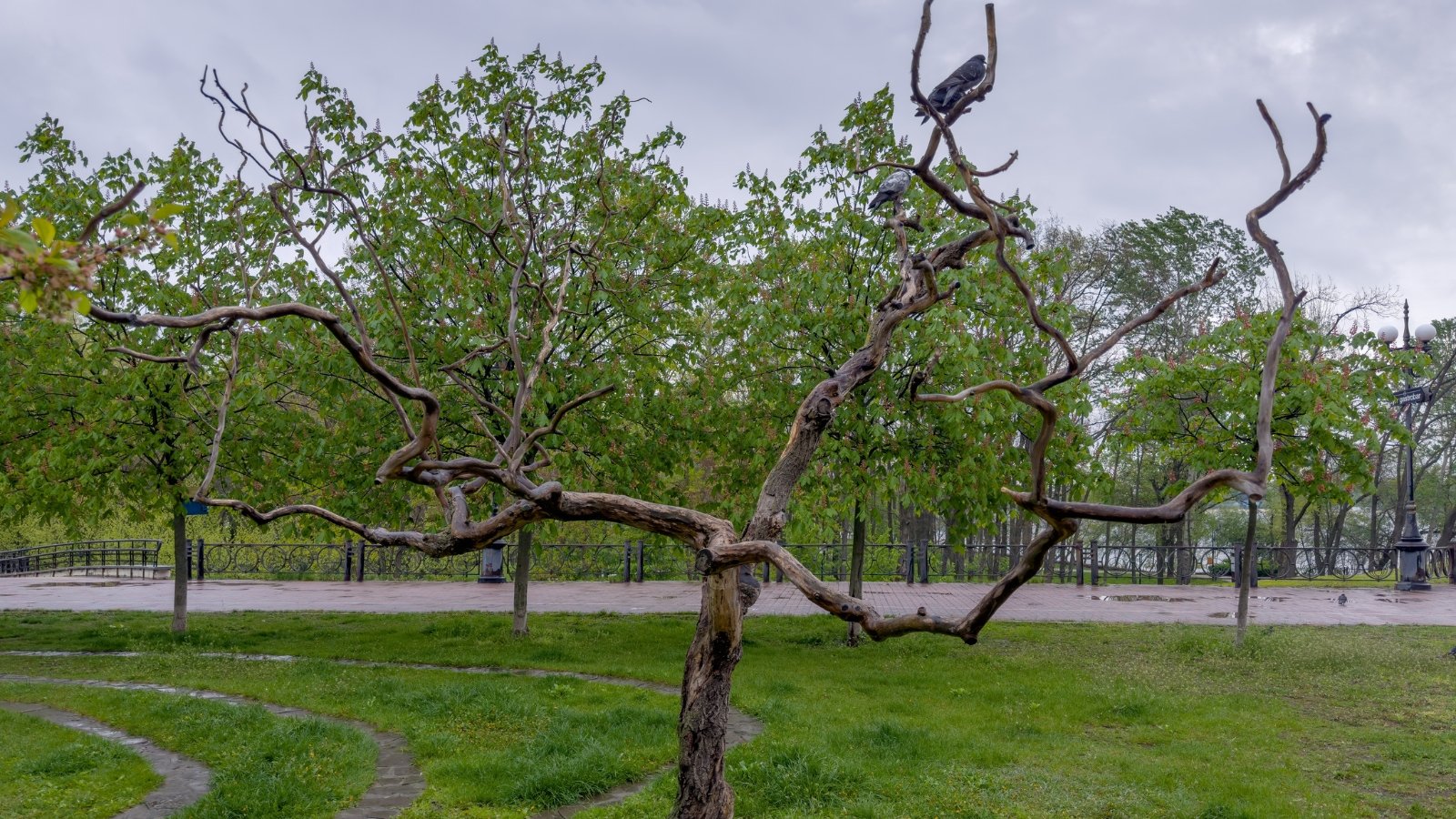 A few birds are perched on the twisting, bare branches of a dead tree in a park.