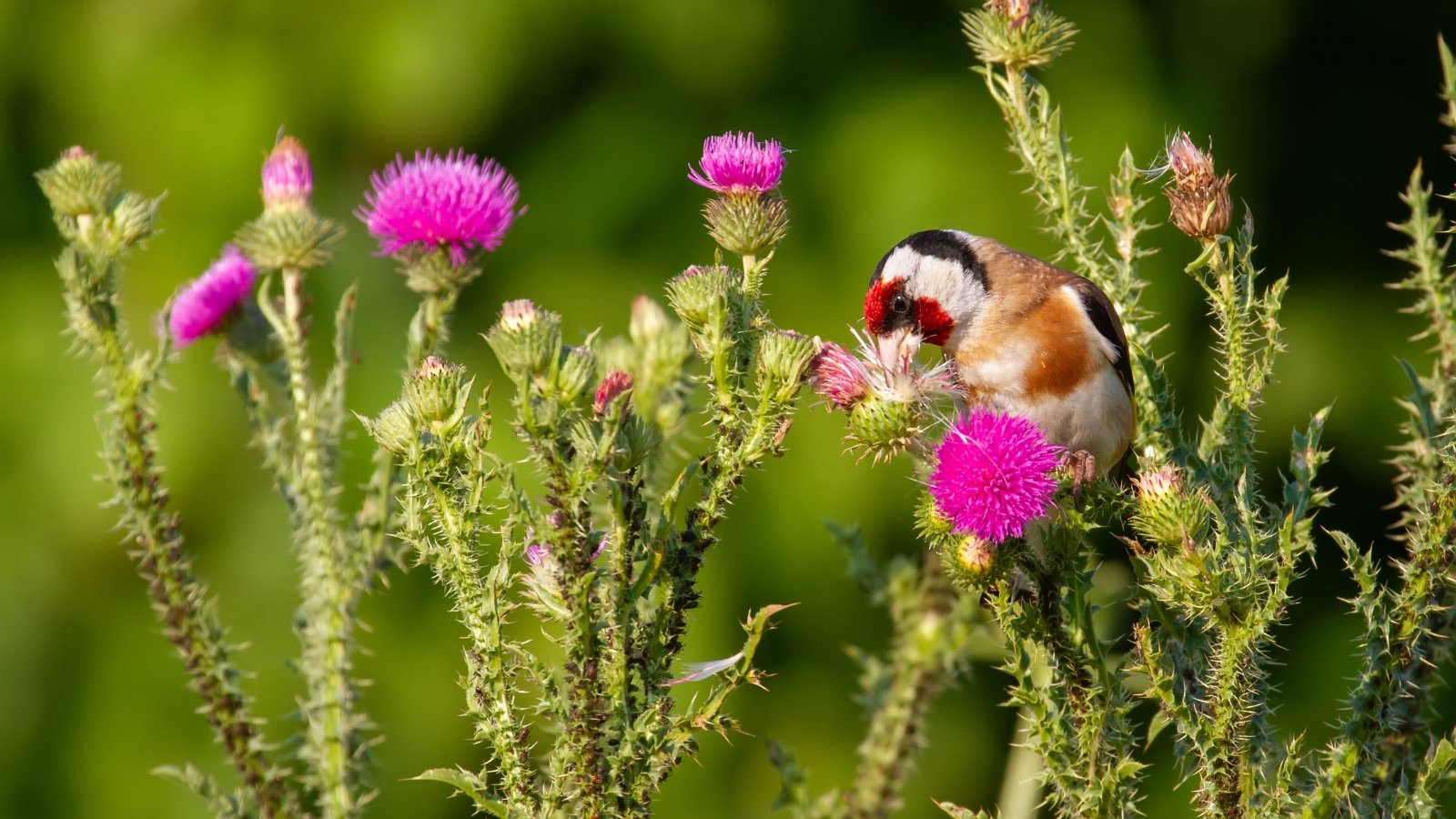 A bird with vivid feathers perches delicately on a flowering thistle, nibbling at the bright pink blooms against a vibrant green setting.