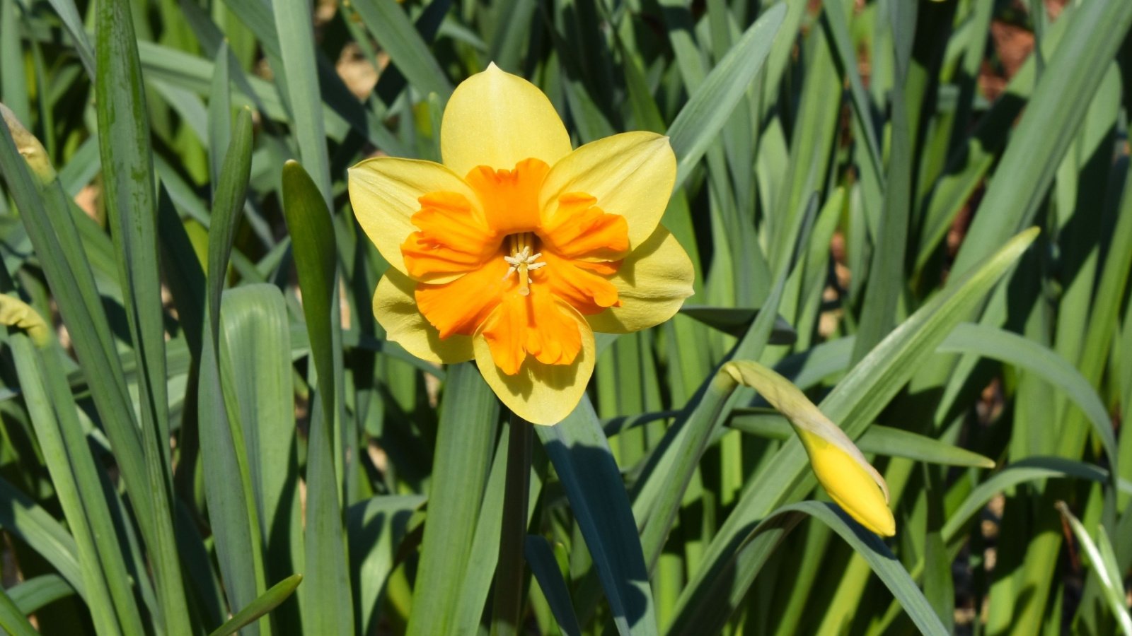 A single Jayne Mansfield daffodil blooms among green new leaves, showcasing its bright yellow petals and orangey peach center. 