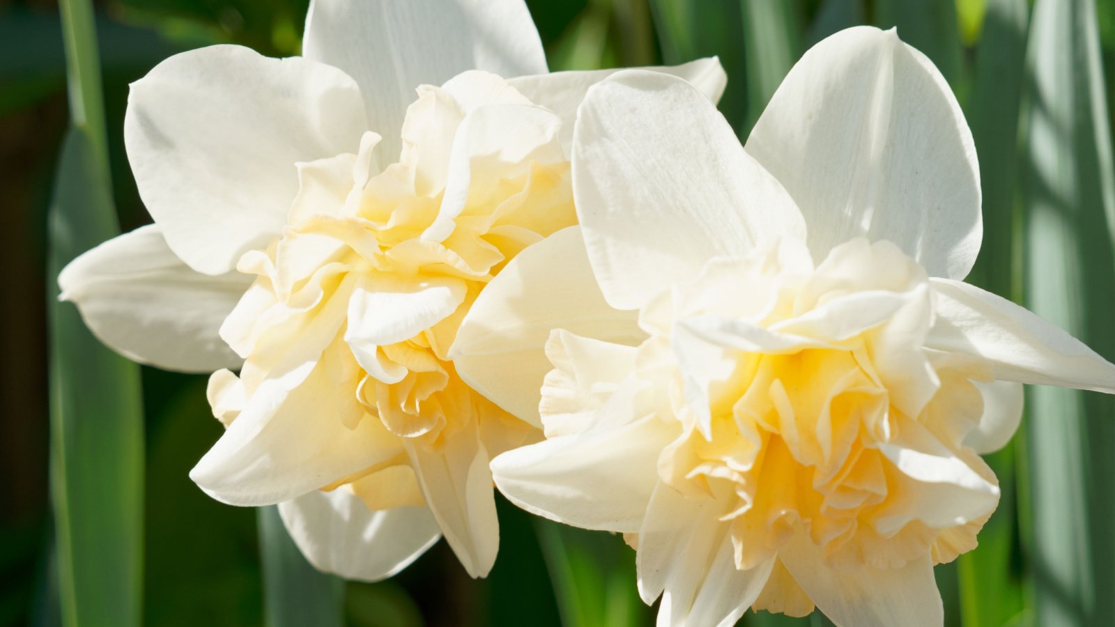 The yellowish white petals of two Pom Pom Rose daffodils bloom in a brightly lit garden, seemingly crowding one another due to their dense double flowers.