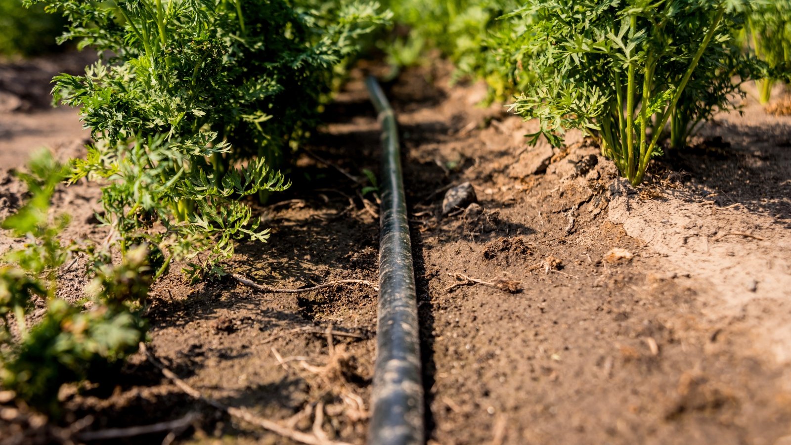 A drip irrigation system with thin black tubing runs across a vegetable bed in a sunny garden, evenly moistening the soil around the emerging green tops.