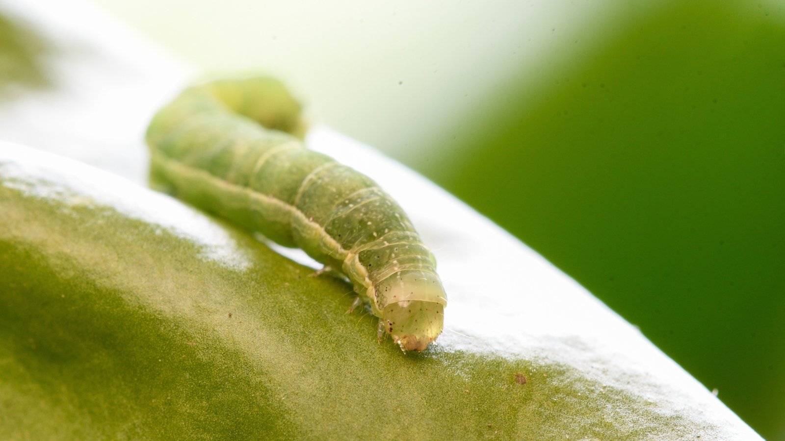 Close-up of a pale green caterpillar with faint stripes devouring foliage.