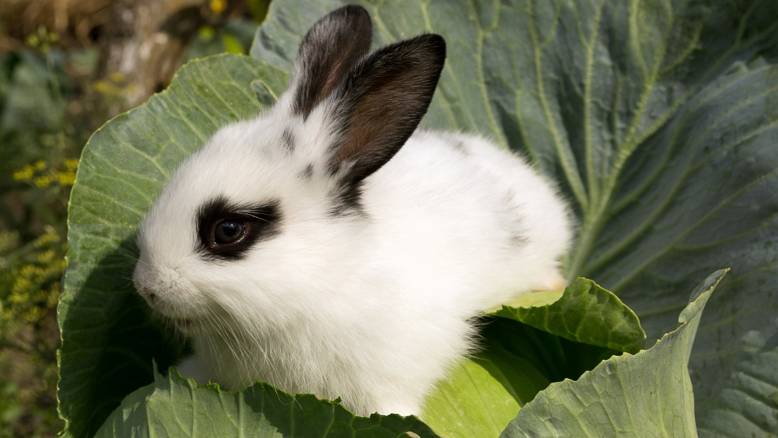 A small, furry animal with white fur and black ears and eyes nibbles at the edges of large green leaves in the garden.
