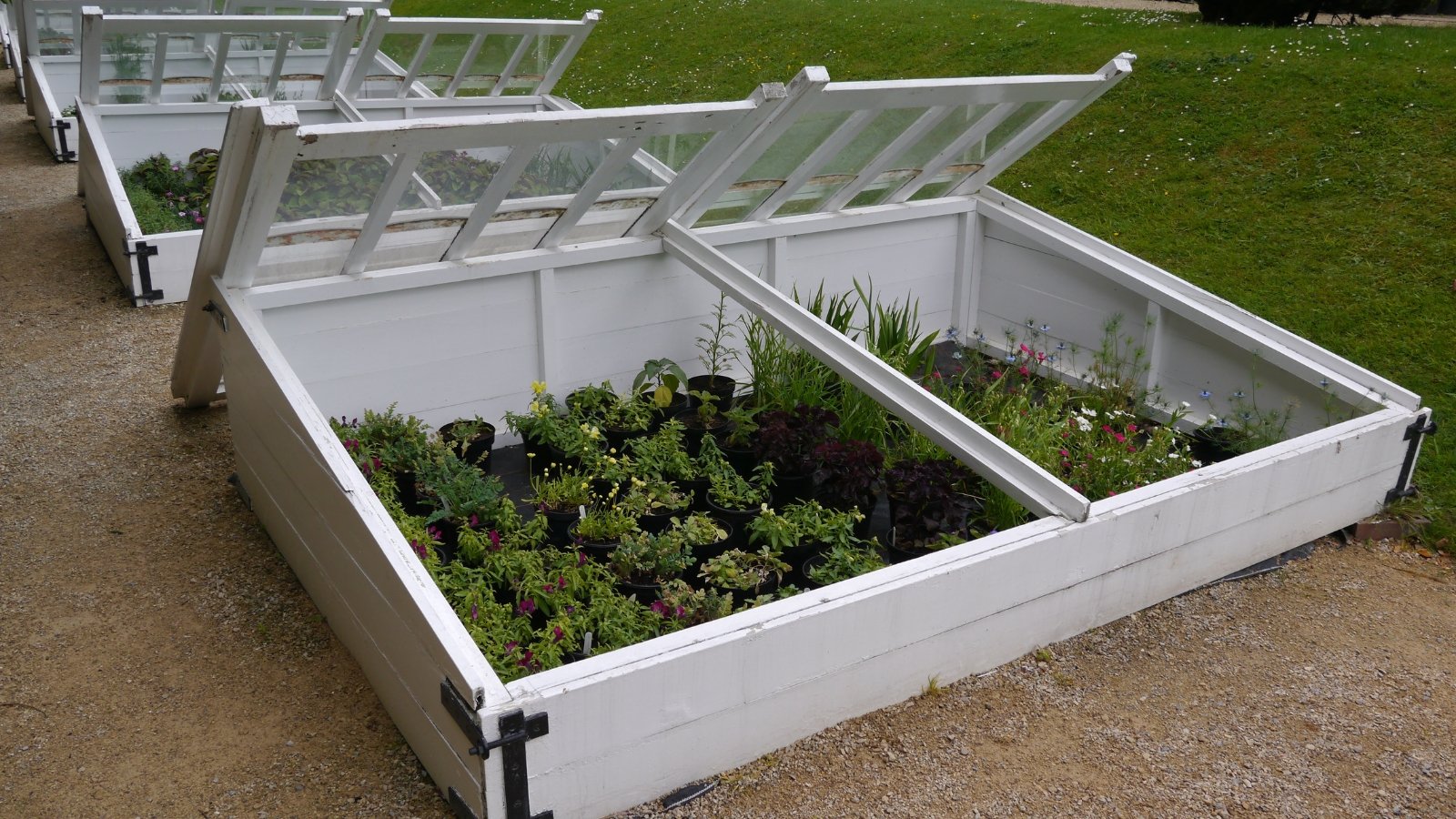 A white, rectangular wooden cold frame with hinged glass lids propped open.