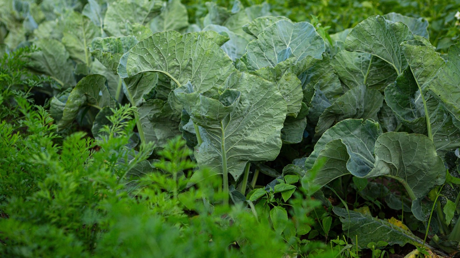 A bed densely planted with cabbages and carrots, the cabbages’ large, crinkled leaves spreading wide while the slender green tops of carrots grow upright between them.