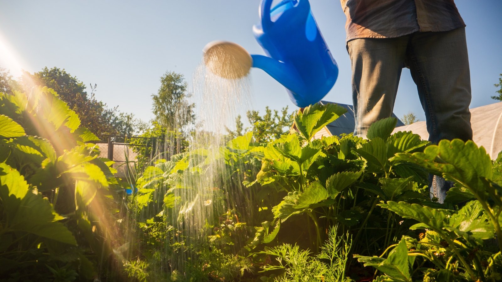 A gardener waters a vibrant garden filled with leafy green plants, the large leaves standing tall as the water trickles down. The rich soil appears well-nourished, with various plants surrounding the main crops, indicating a healthy and thriving garden bed.