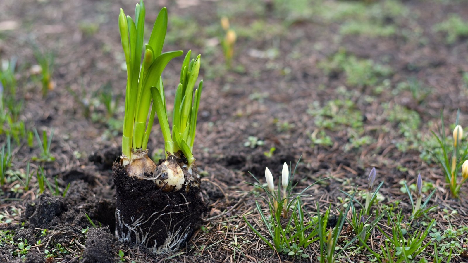 Dug up, firm, round bulbs with emerging, slender green leaves lying on dark, loose soil.
