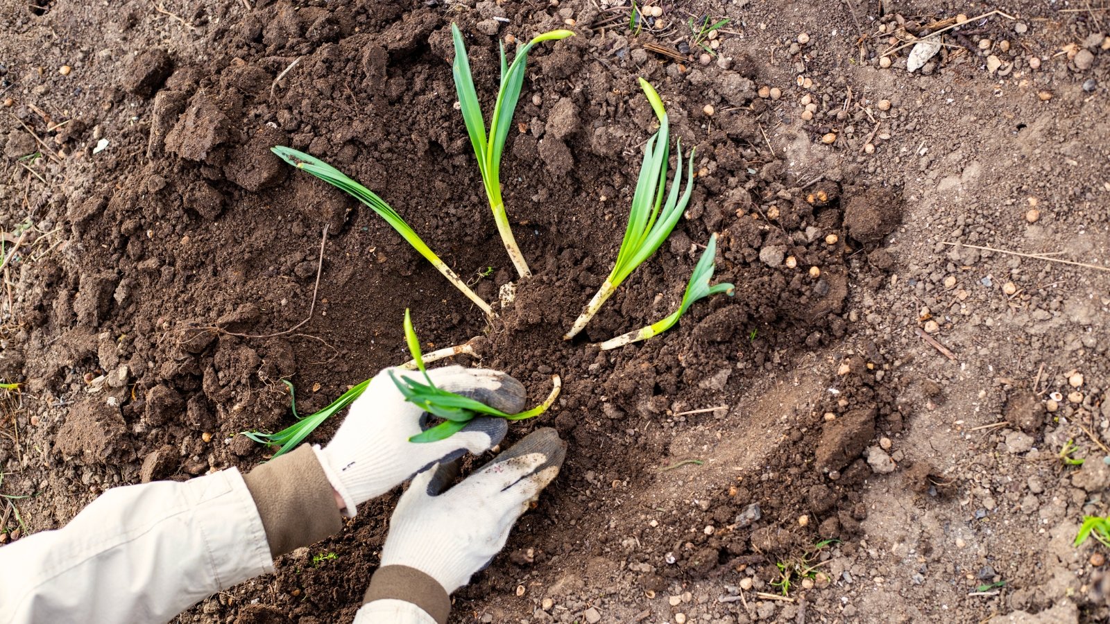 Close-up of a gardener's hands in white gloves transplanting newly divided plants with small bulbs and thin green leaves into dark brown soil.
