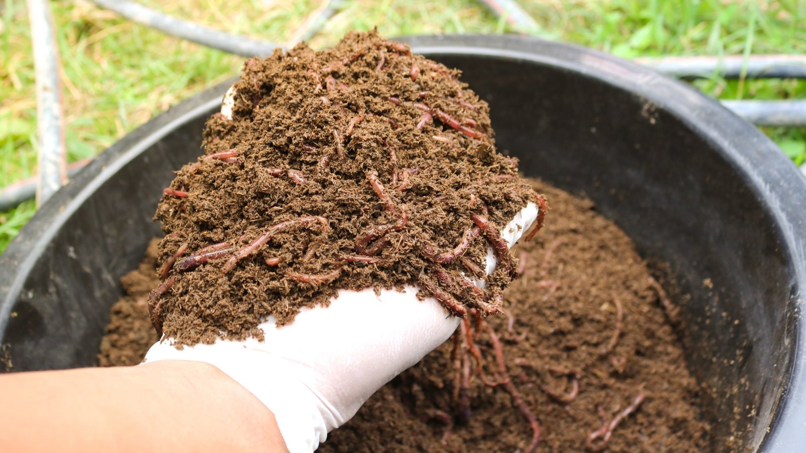 A gloved hand holds loose, crumbly brown material while pouring it into a container, set against a backdrop of green foliage and a wooden garden surface.