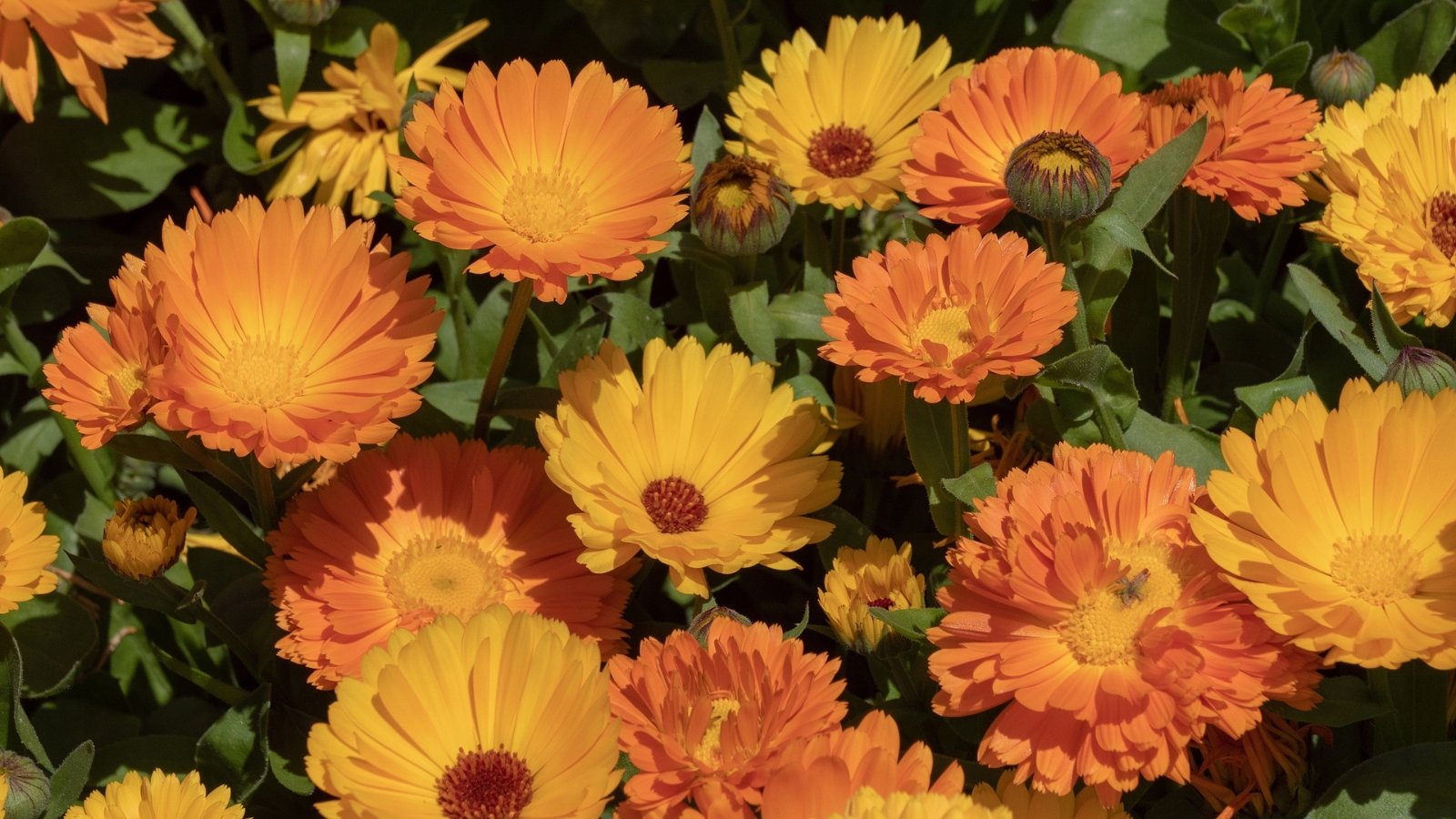 Calendula, a bushy plant featuring daisy-like blooms in warm shades of yellow to orange, with slightly sticky, aromatic, lance-shaped green leaves that have a slightly serrated edge.