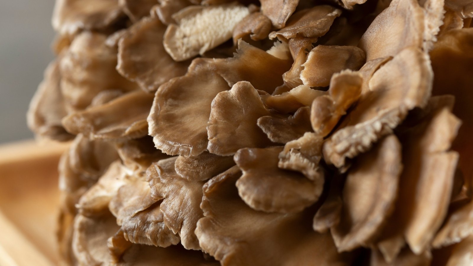 Ruffled, fan-shaped clusters of dark brown caps grow in a dense, layered formation.
