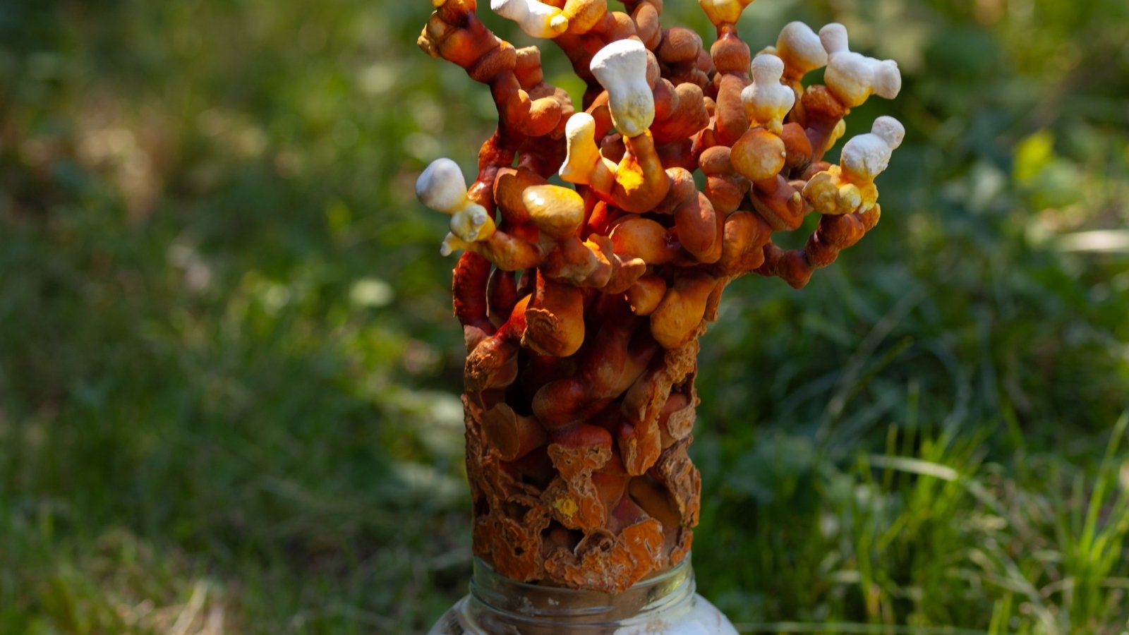 Hard, glossy, red-brown, fan-shaped caps with smooth texture and curved edges growing from the bottle filled with substrate against the green grass.
