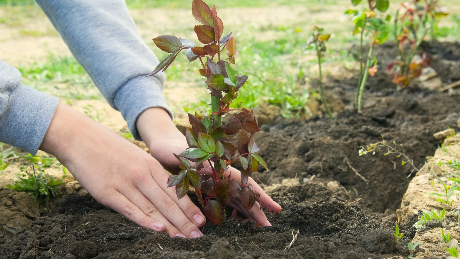 A woman's hands carefully plant a young sapling with short, thorny stems and complex foliage featuring oval, serrated leaflets in a garden bed.
