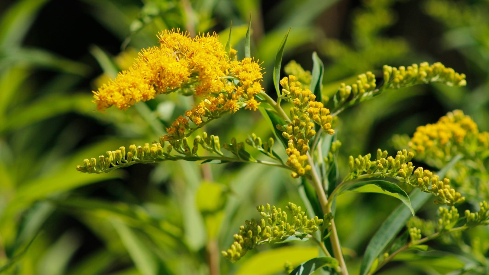 Solidago features tall, arching stems with clusters of small, bright yellow flowers and lance-shaped green leaves.