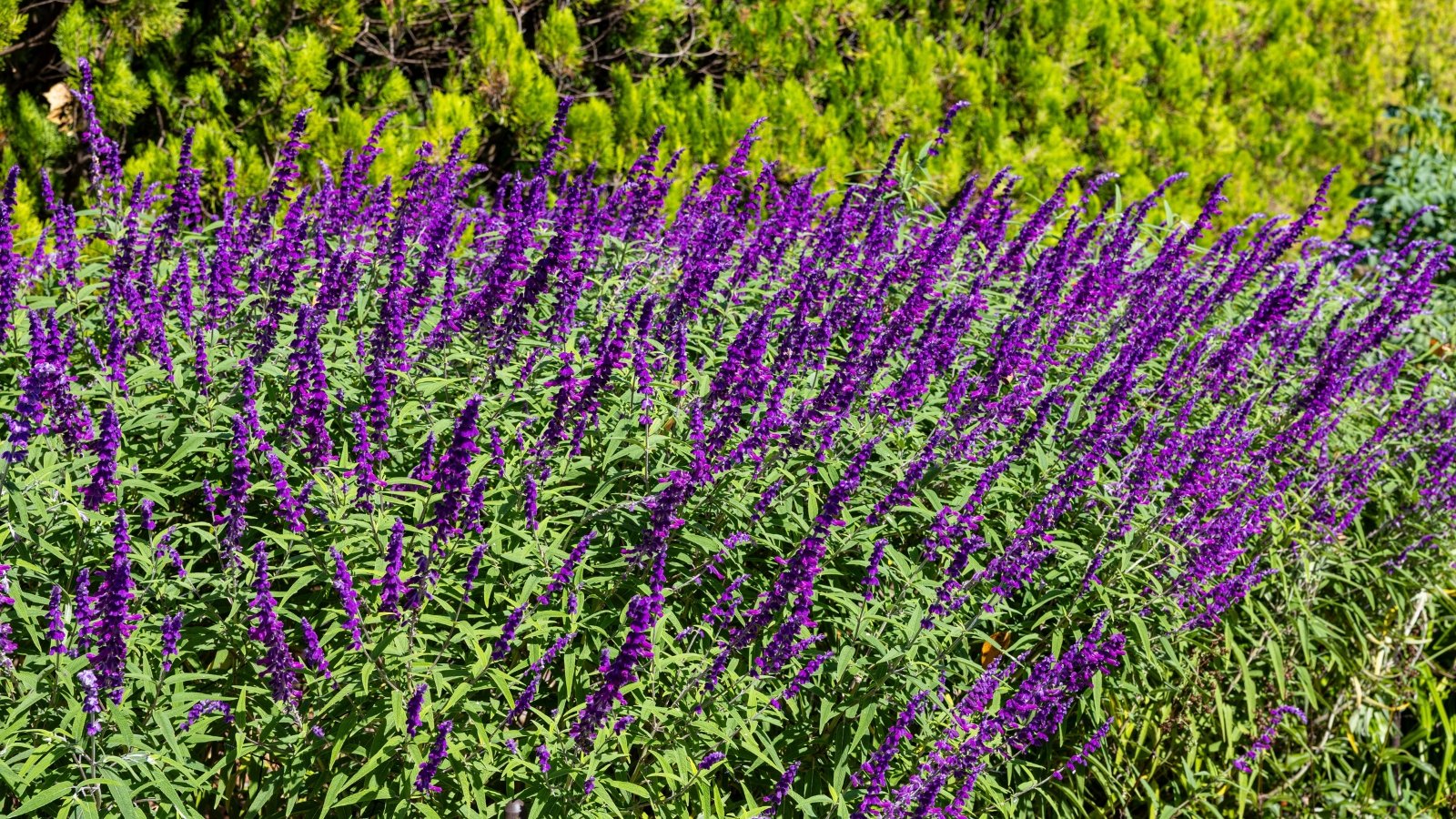 Blooming garden plants featuring arching stems covered in lance-shaped, green leaves, and dense spikes of vibrant purple flowers.