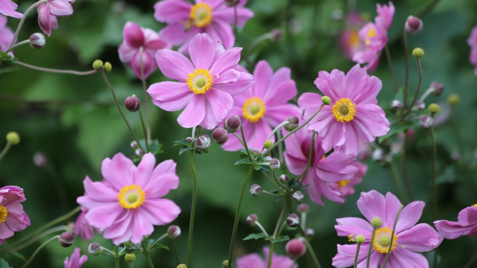 Light pink blossoms with small yellow centers, surrounded by dark green leaves, creating a soft contrast.