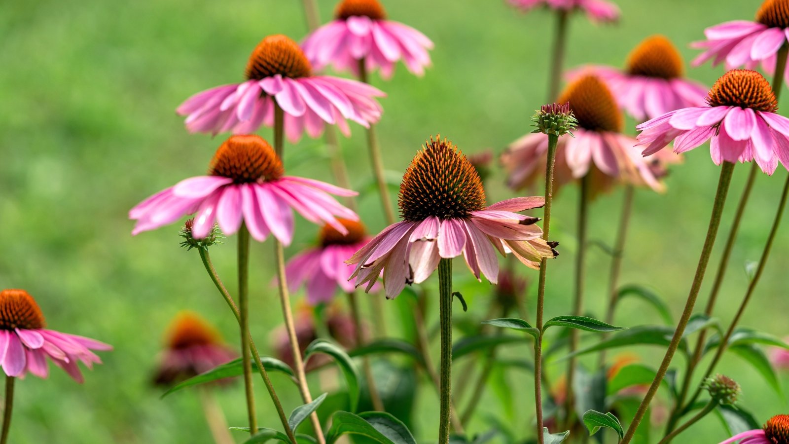 Featuring large, daisy-like flowers with purple-pink petals and a prominent spiky orange-brown cone, accompanied by coarse, dark green leaves.