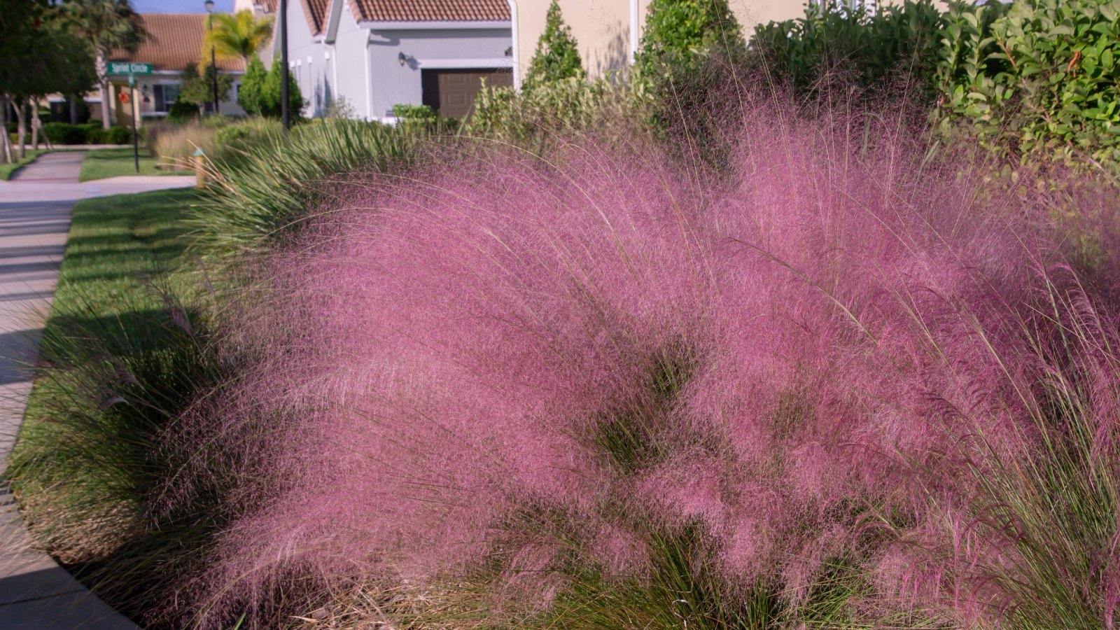 Airy clouds of pink Muhlenbergia capillaris blooms form a delicate haze above the fine-textured, arching green foliage, creating a vibrant mass of cotton-candy-like inflorescences.