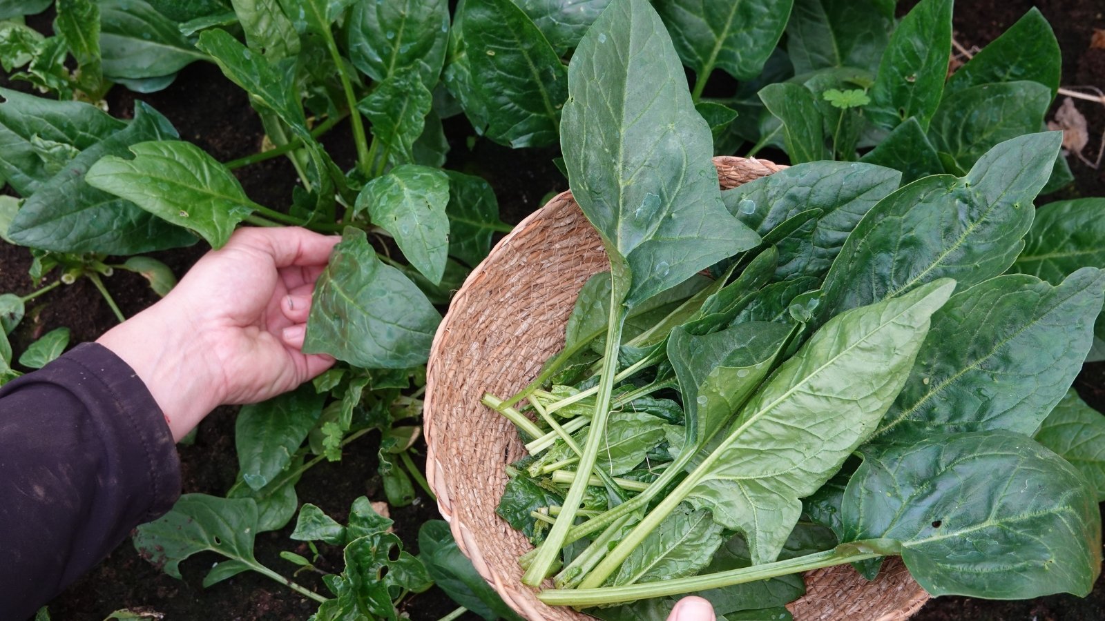 Close-up of a gardener collecting large, deep green, smooth, arrow-shaped leaves into a wicker basket in the garden.