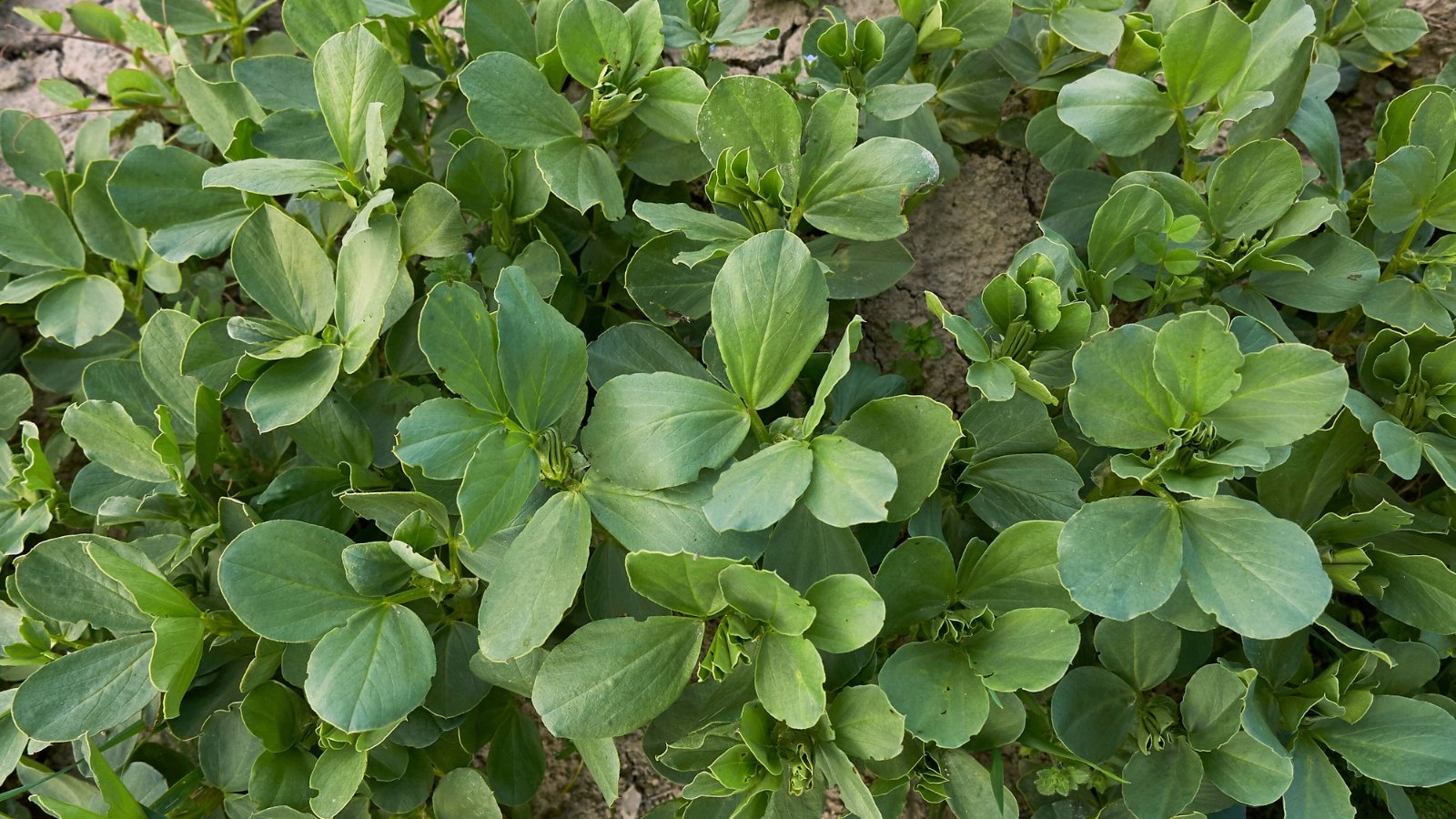 Broad, slightly wavy, rich green leaves with prominent veins rise from sturdy stems.
