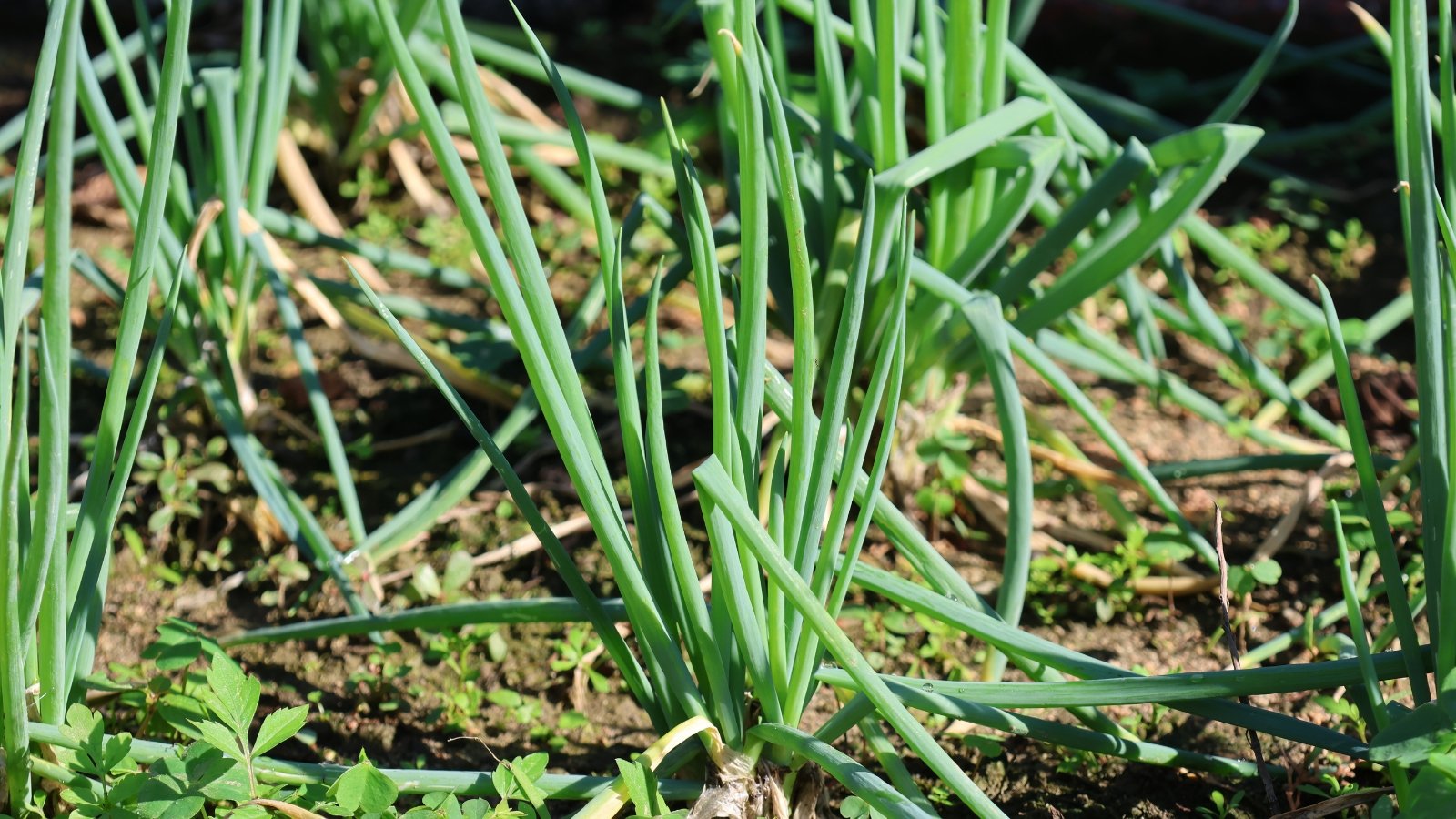 Thin, tubular green stems with vibrant green, slender leaves shoot up in small clusters.
