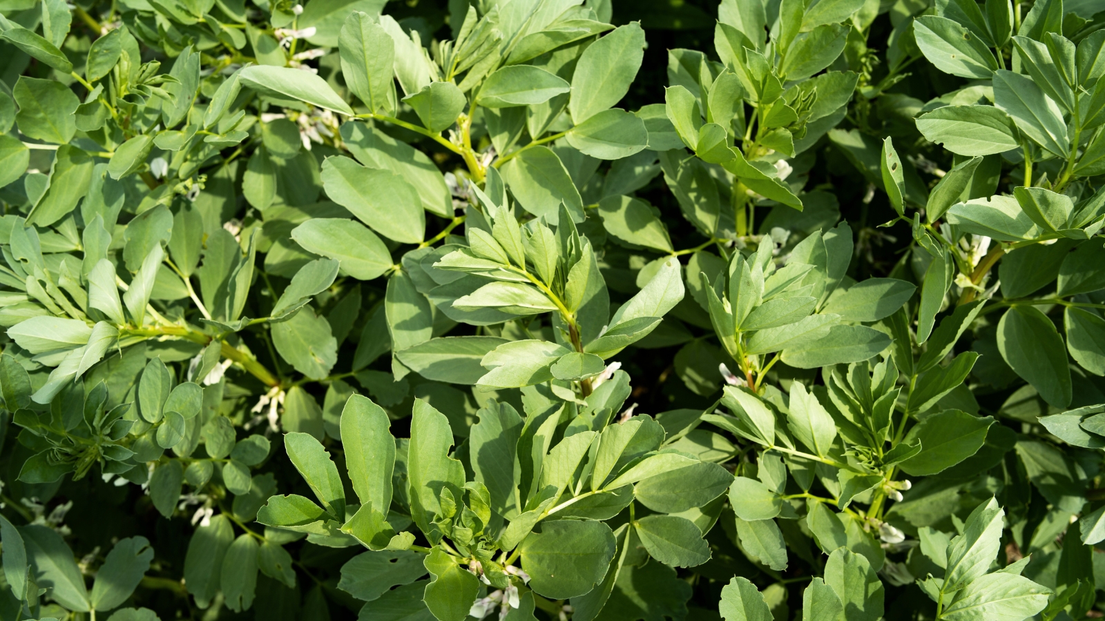 Erect plants with broad, leathery leaves and white blossoms.
