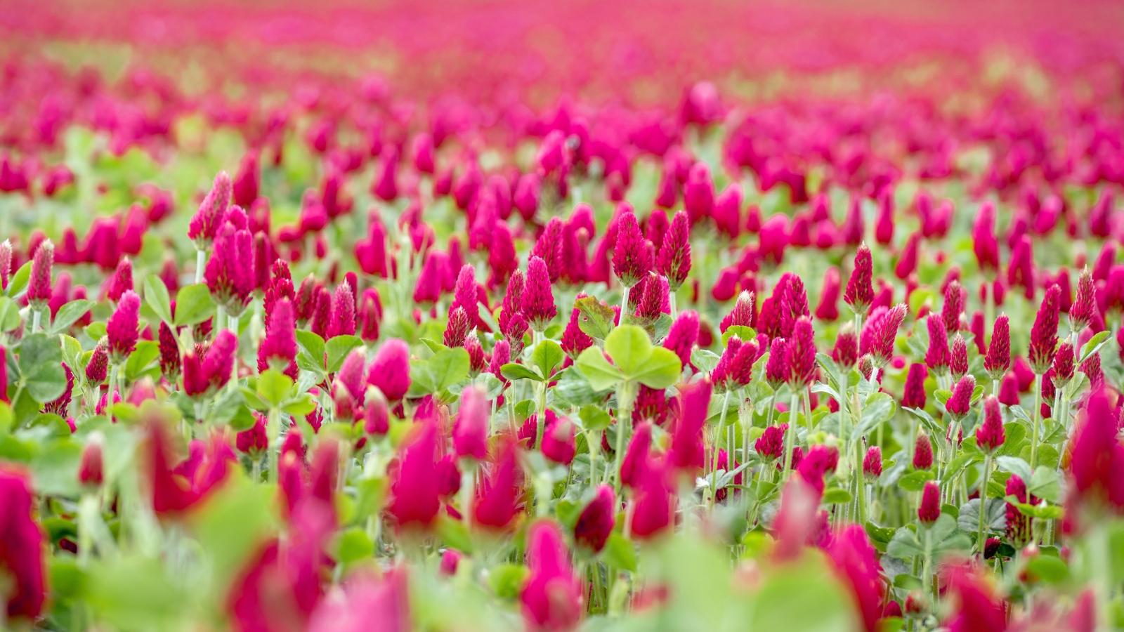 Dense clusters of clover, featuring bright red flowers atop slender green stems, bloom across the field.
