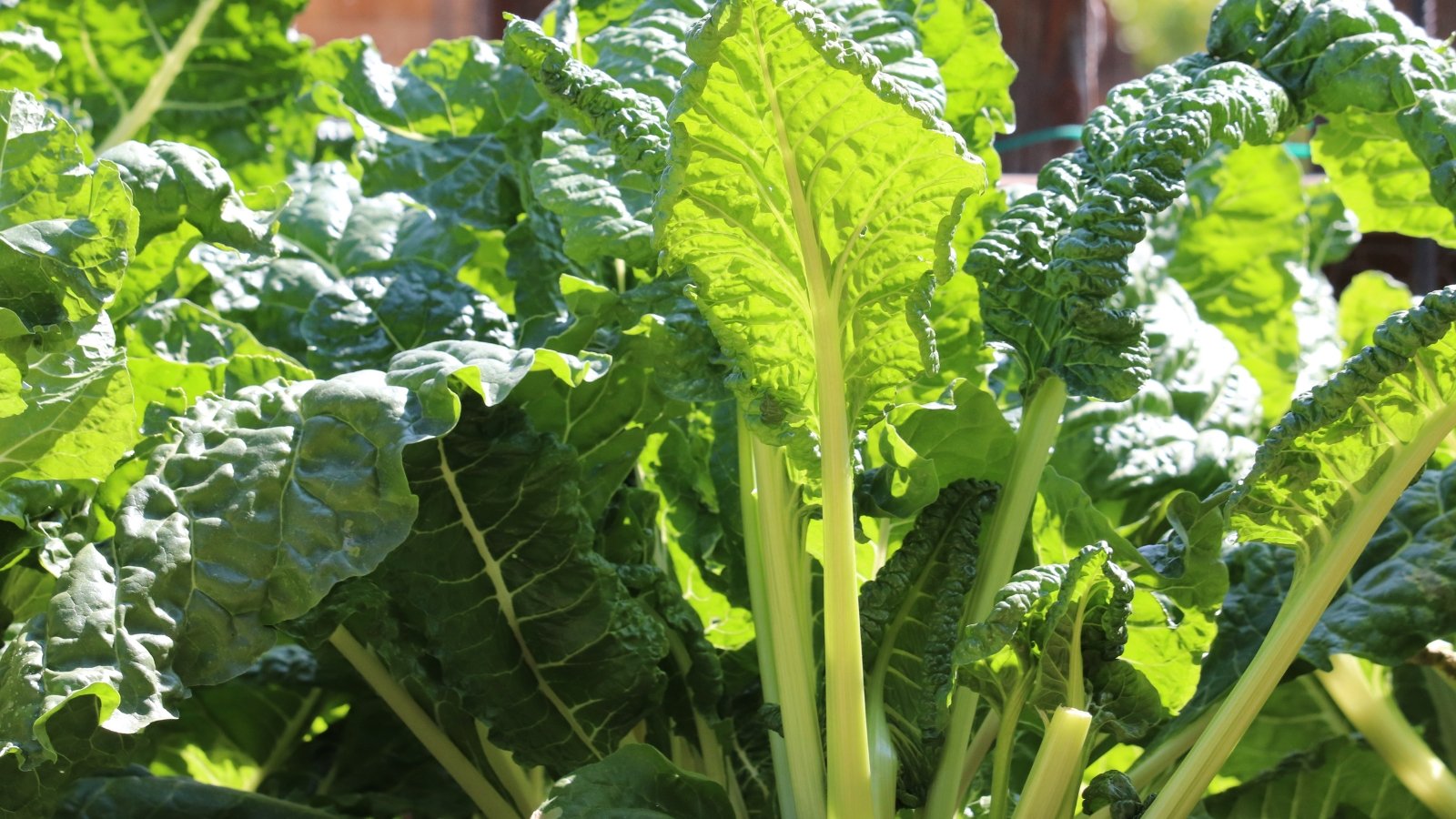 This crop boasts broad, glossy, dark green leaves with prominent white stems that form a striking contrast against the foliage.
