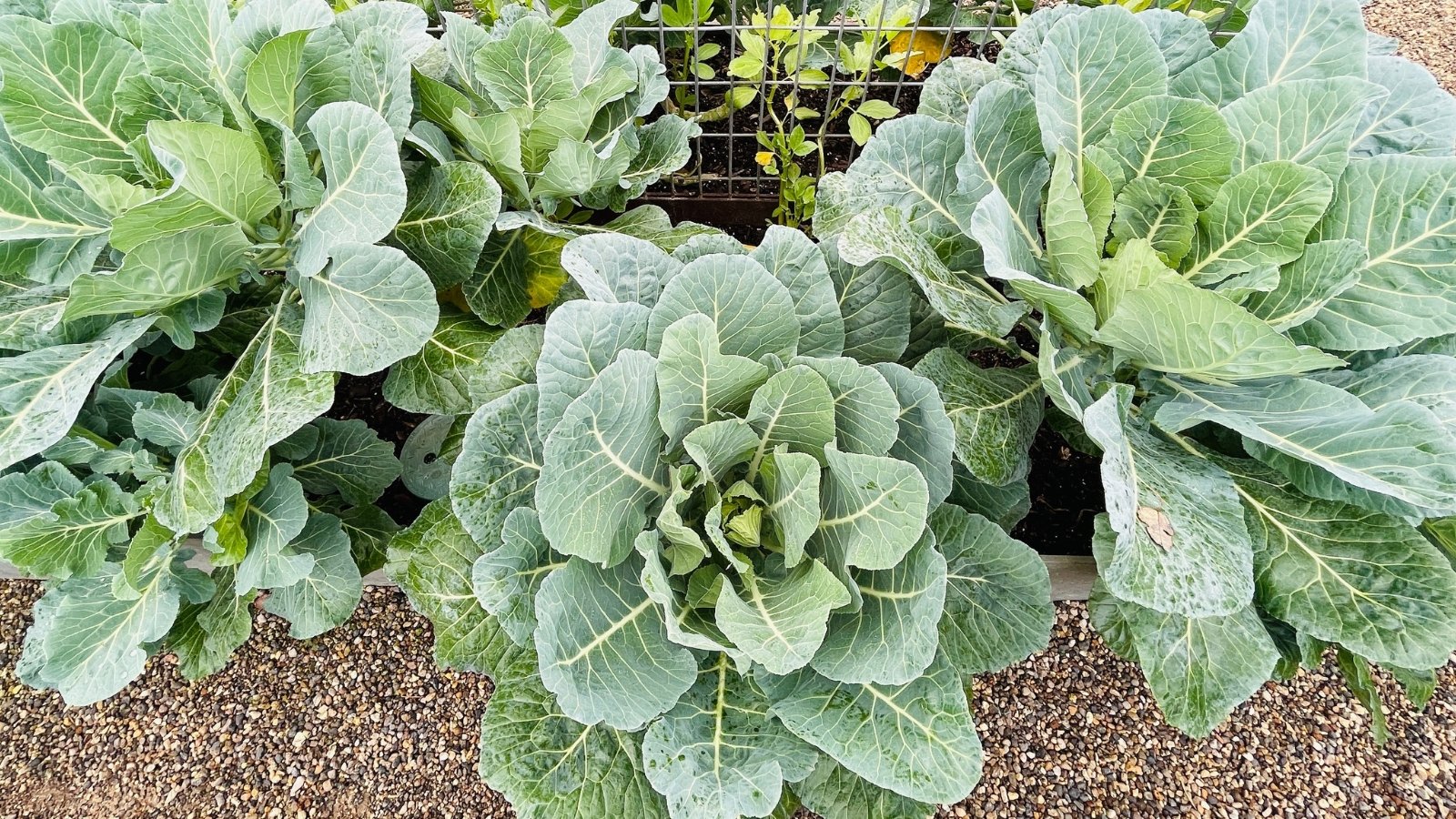 The plants have large, dark green leaves that are smooth and glossy, with a firm texture, growing upright from a central stalk.
