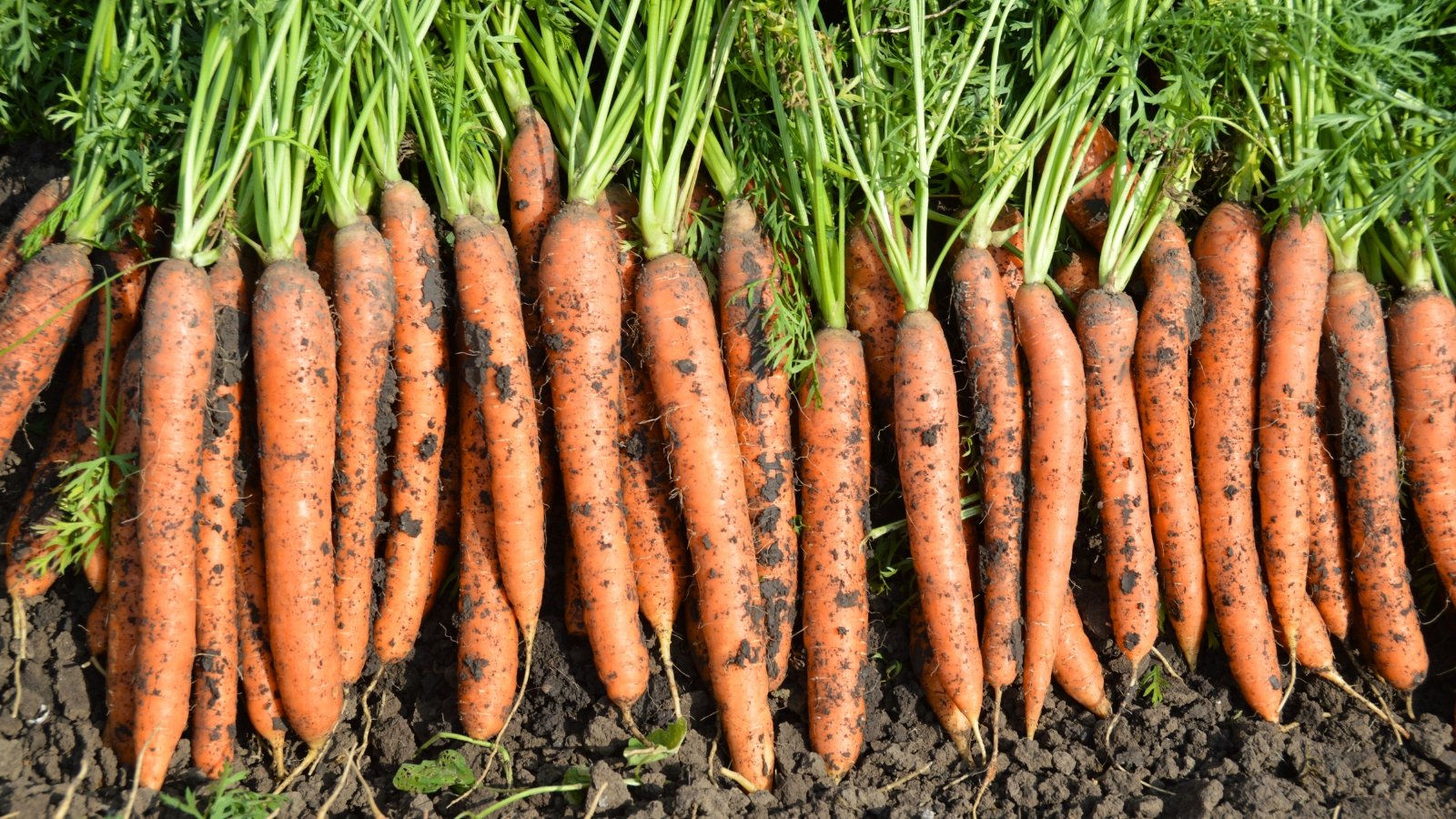 This crop showcases bright orange, tapered roots with a smooth texture, topped by feathery green leaves that fan out above the soil.
