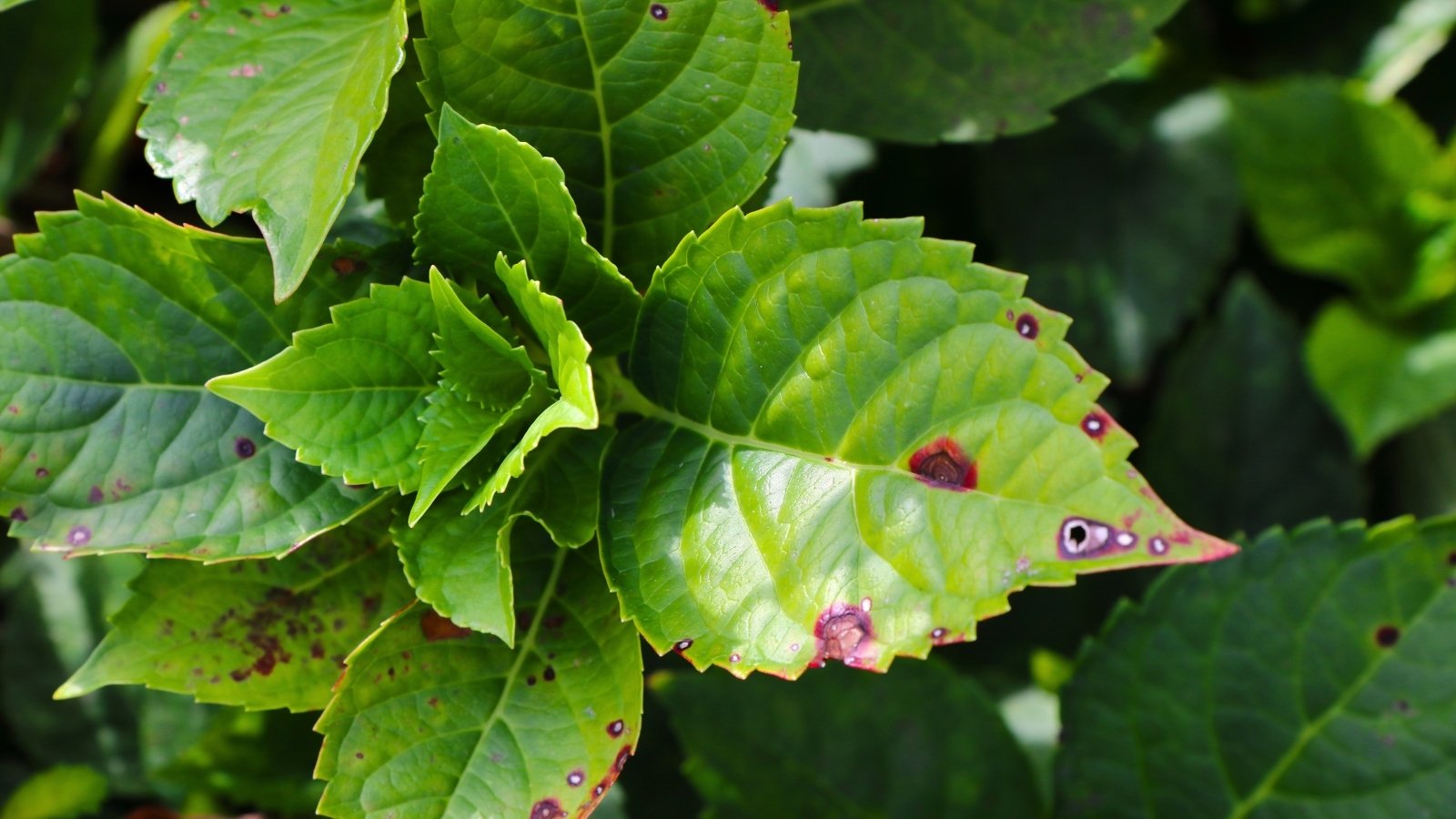 The Hydrangea leaves are mottled with irregular, dark brown spots surrounded by yellow halos, leading to a tattered and distressed appearance.