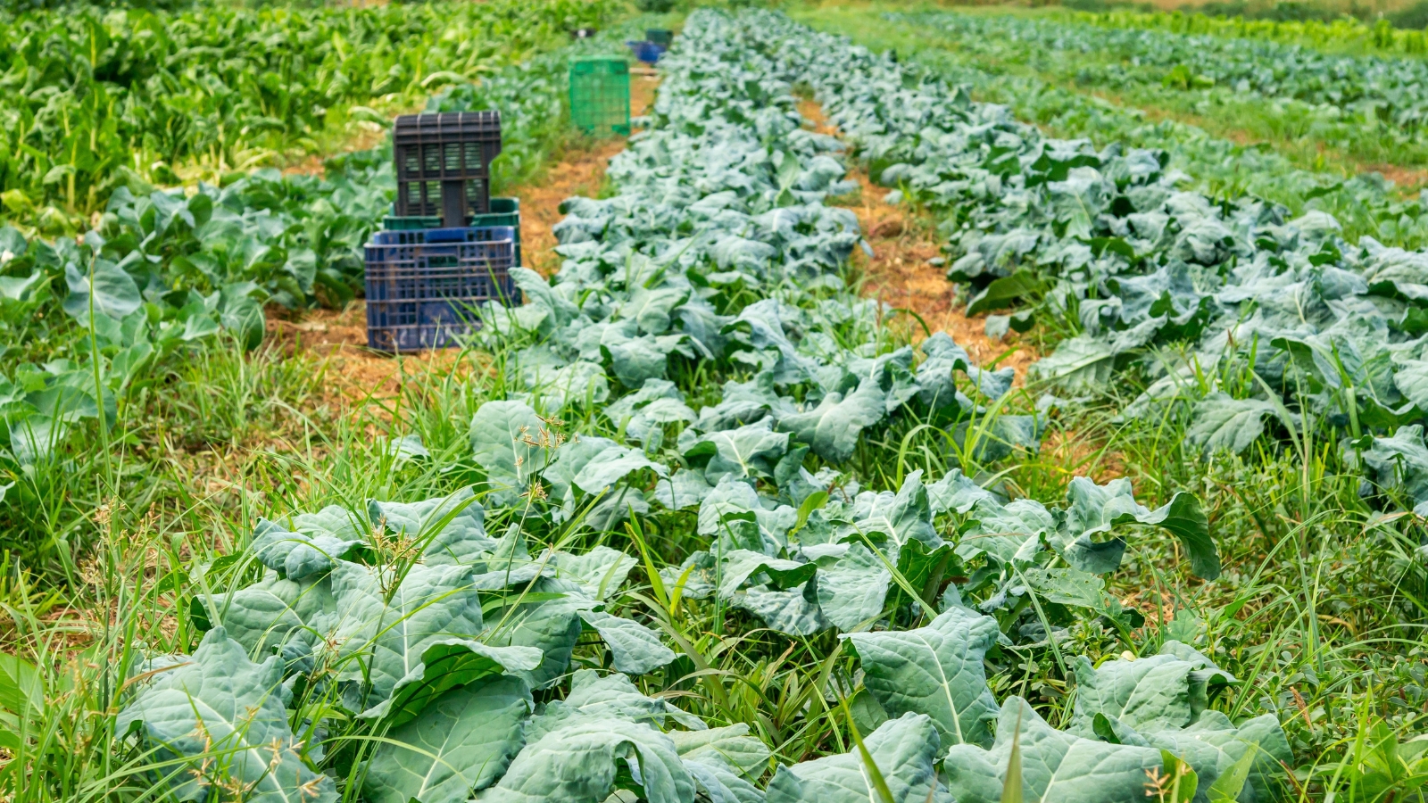 A large, lush field filled with rows of large, broad-leaved plants, likely collard greens. The dark green leaves look healthy and expansive, creating a neat and dense arrangement. In the distance, crates or baskets are scattered, presumably for harvesting.