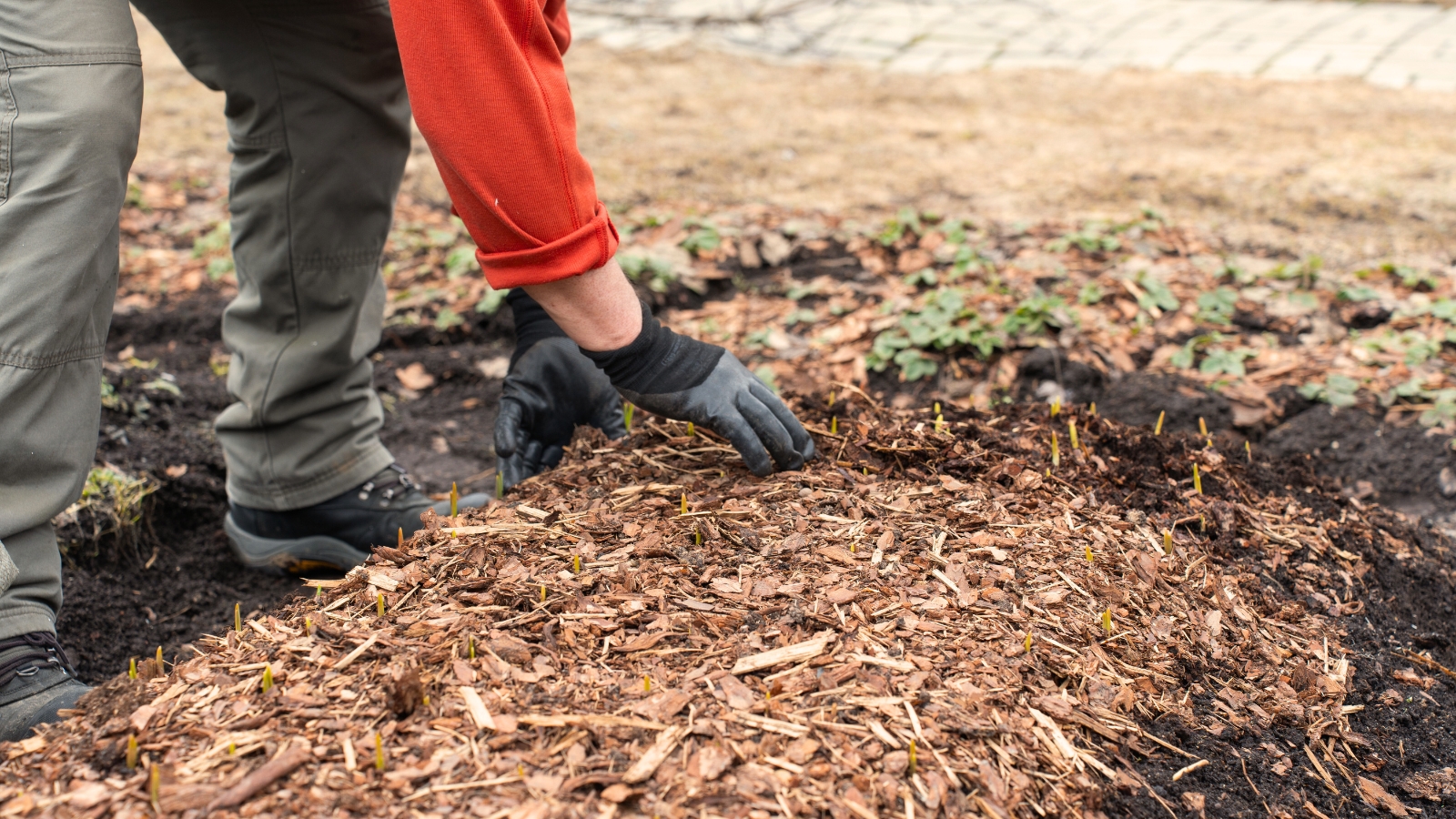 Close-up of a gardener wearing black gloves spreading bark mulch over a bed of young garlic seedlings.