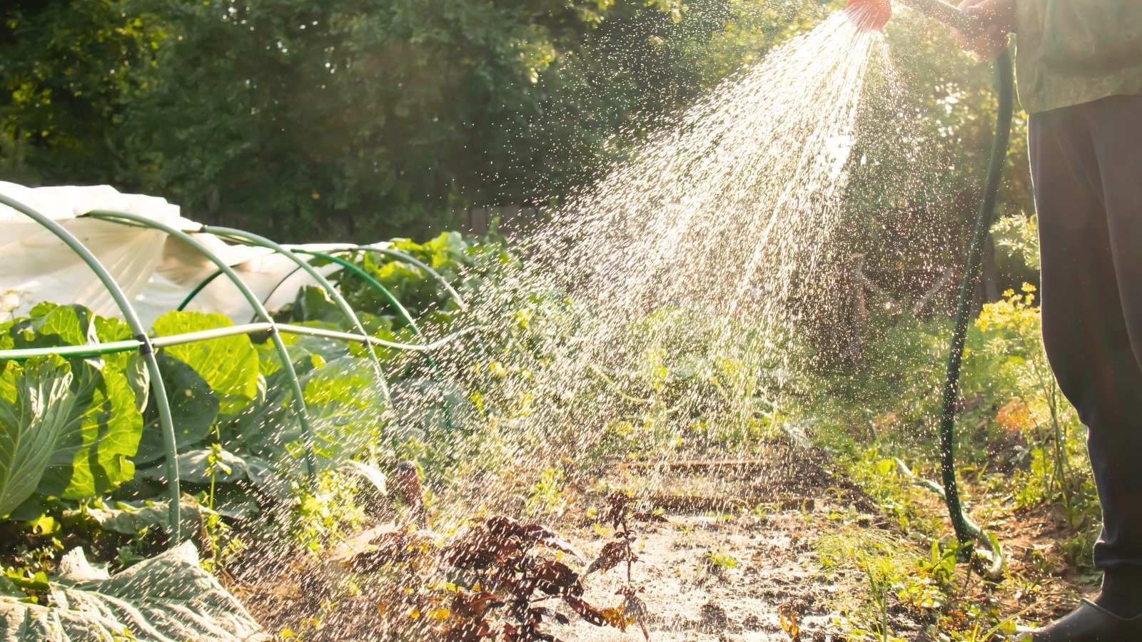 A gardener waters a vegetable bed containing cabbage, dill, lettuce, and other plants using a hose with a spray nozzle.