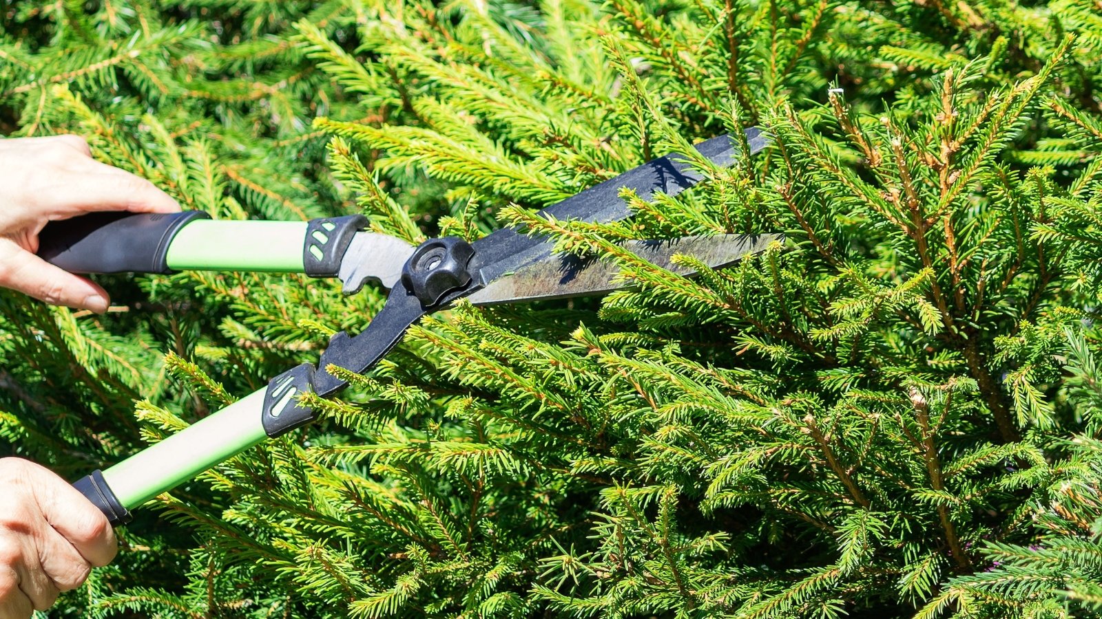 A gardener uses large pruners to trim the dense, green foliage of a spruce tree.
