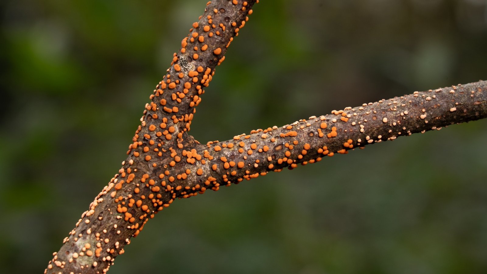 A close-up of a tree branch affected by Nectria canker, showing raised, orange-beige bumps on the bark.
