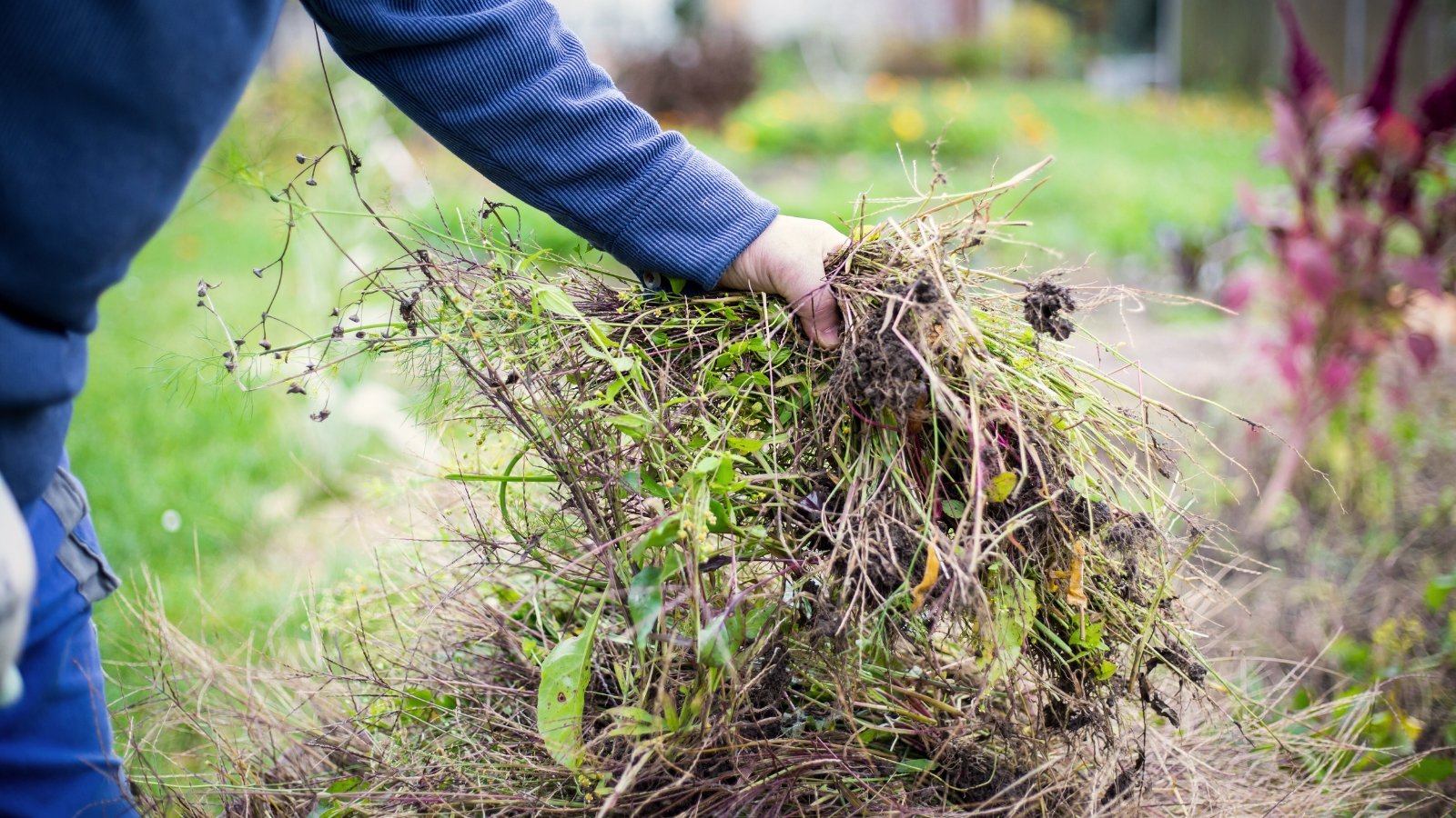 The gardener gathers dry leaves, branches, and weeds into a pile to clean the garden of debris.
