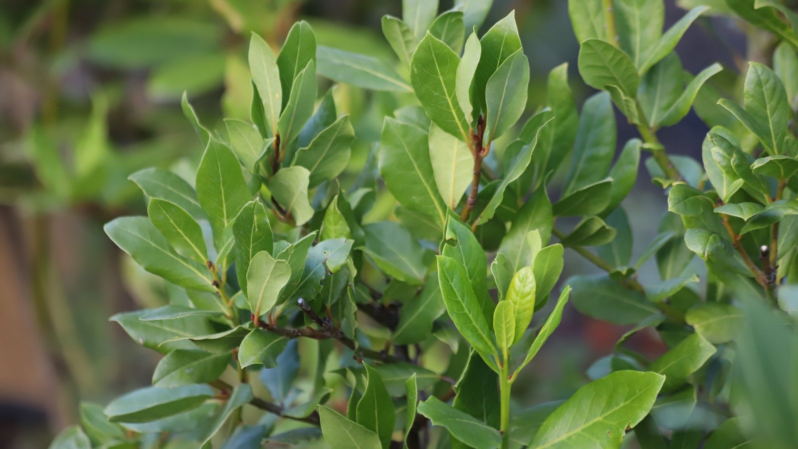 Glossy, dark green leaves with pointed tips, held on slender, woody stems.